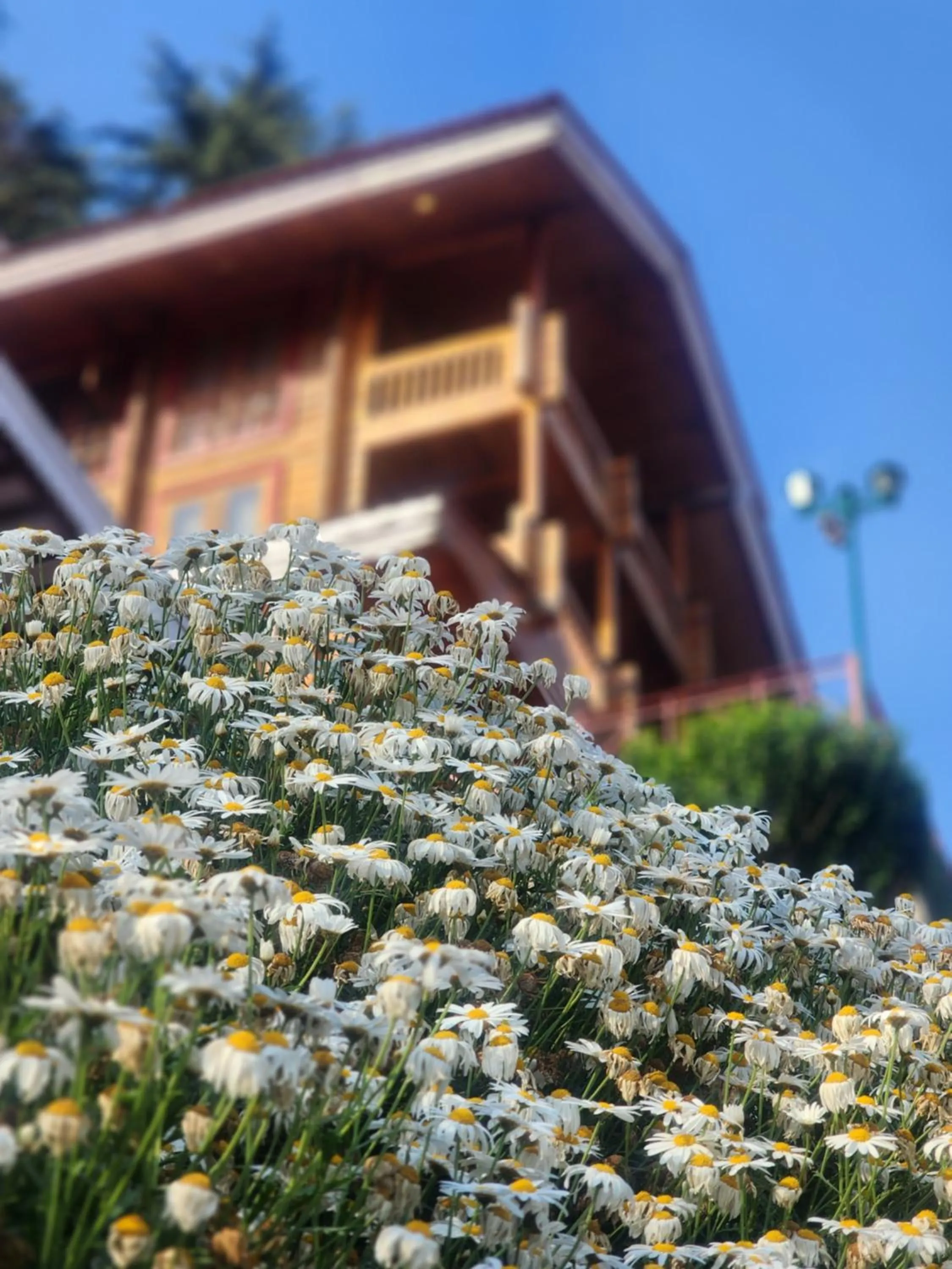 The Chalets Naldehra