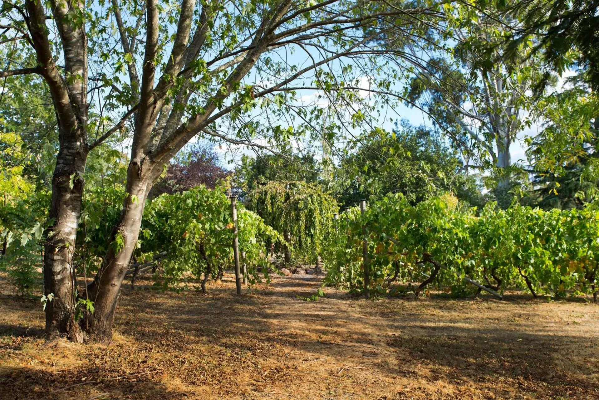 Provence Spa Villa 1
