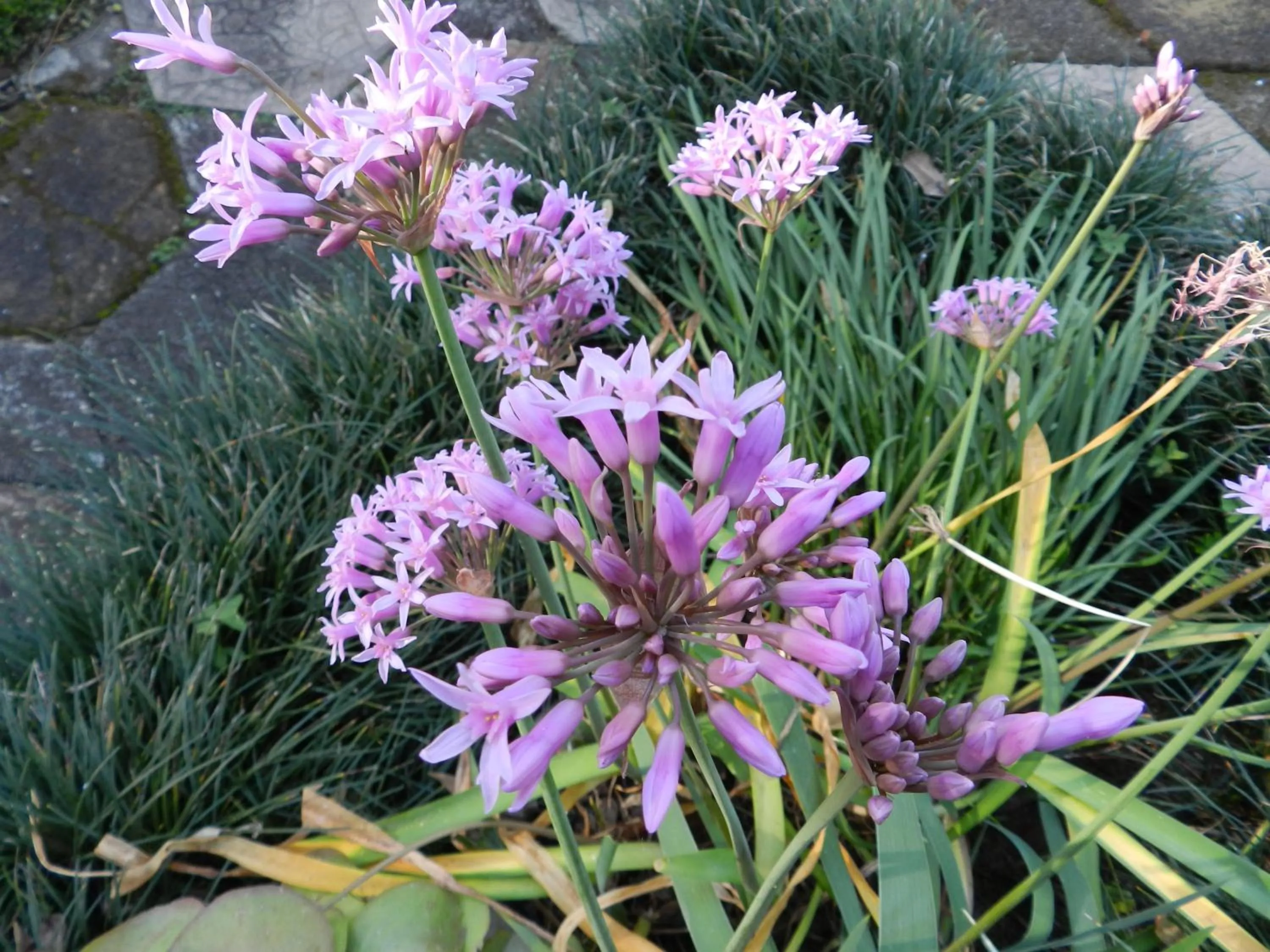 Garden in President Paul Kruger Guest Lodge
