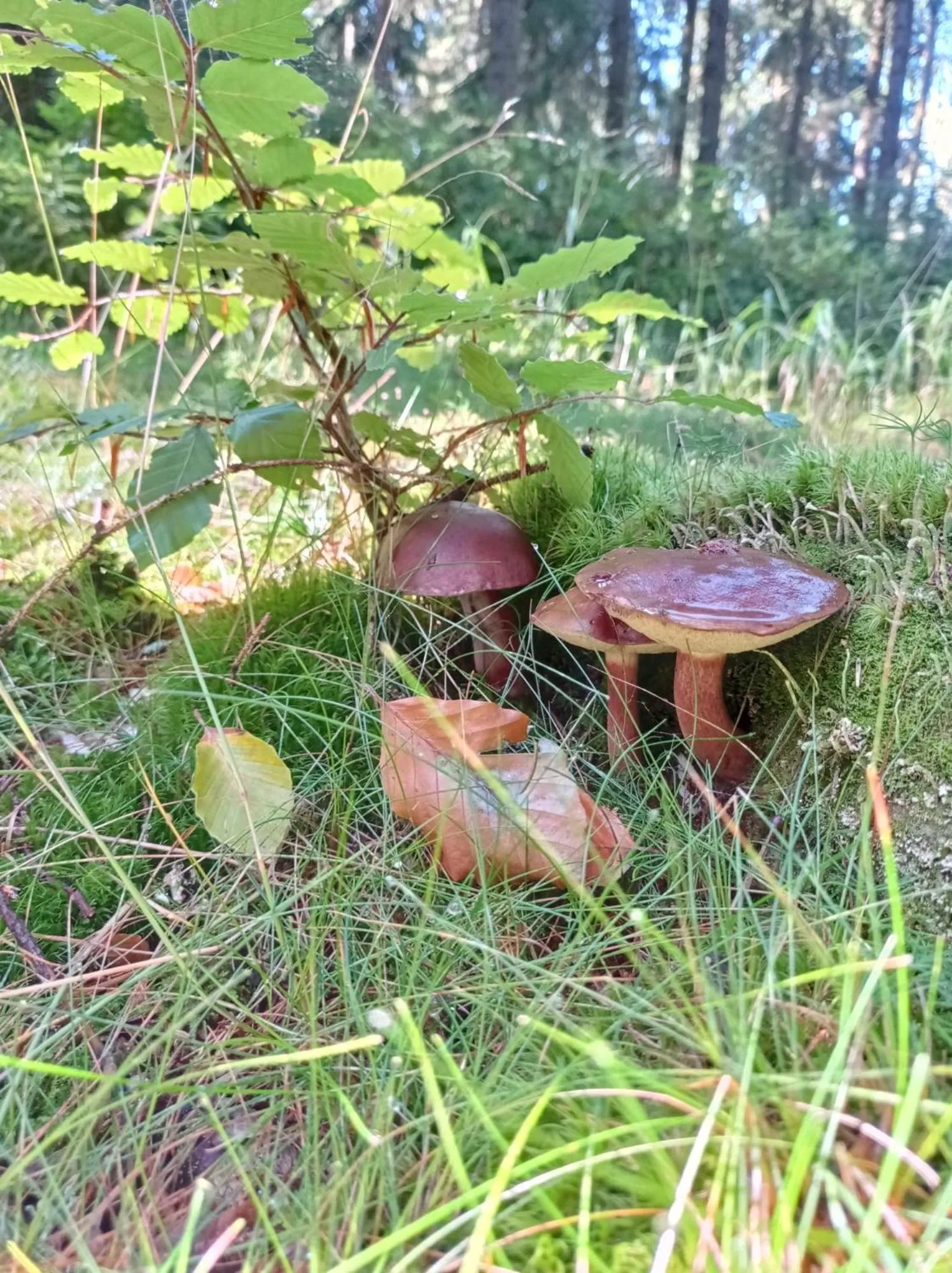 Chata Plešivka