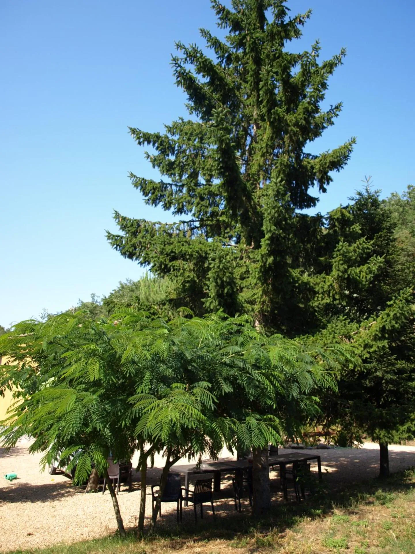 Garden view in Can Dalemus