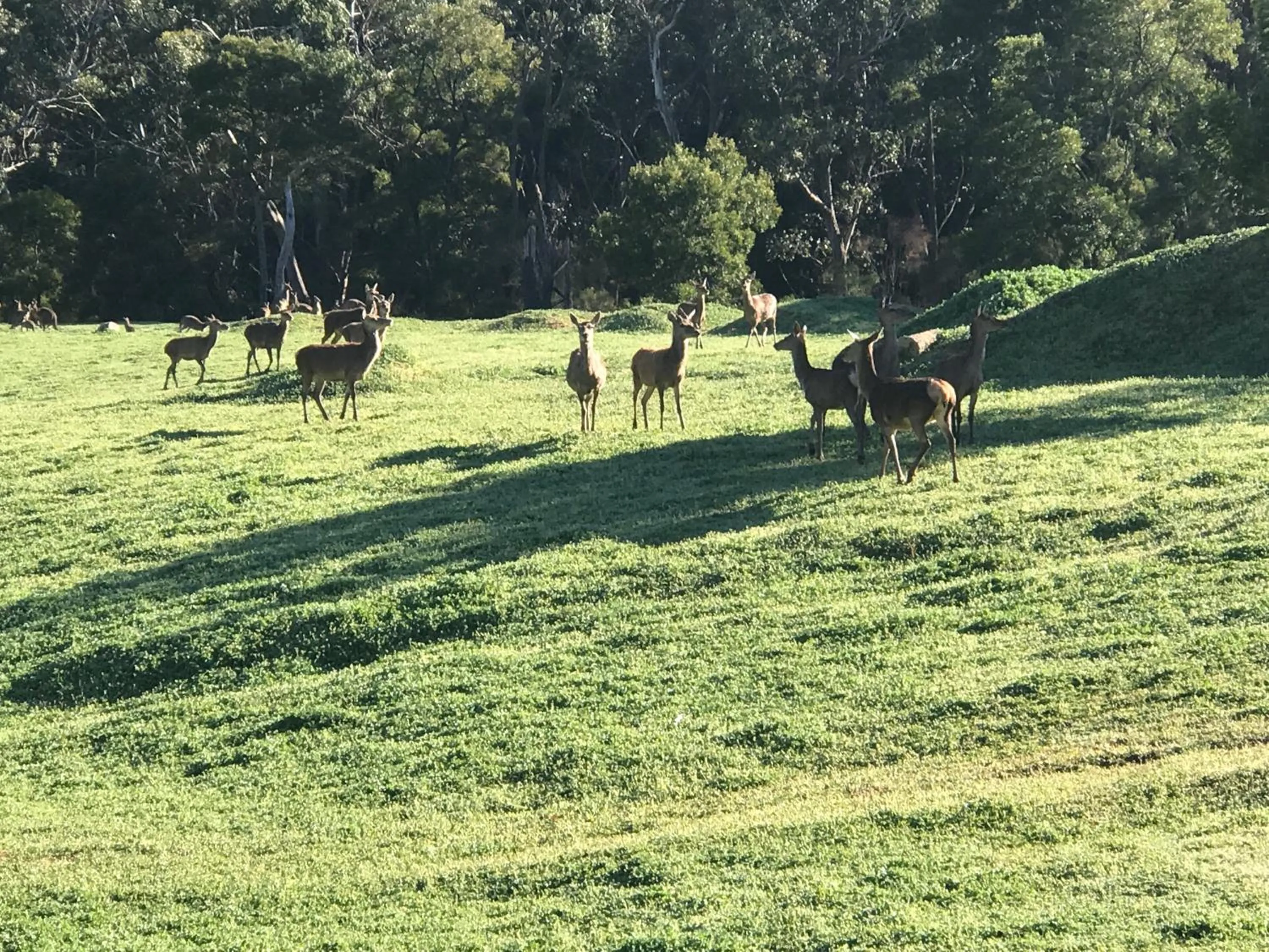 Animals in Bushland