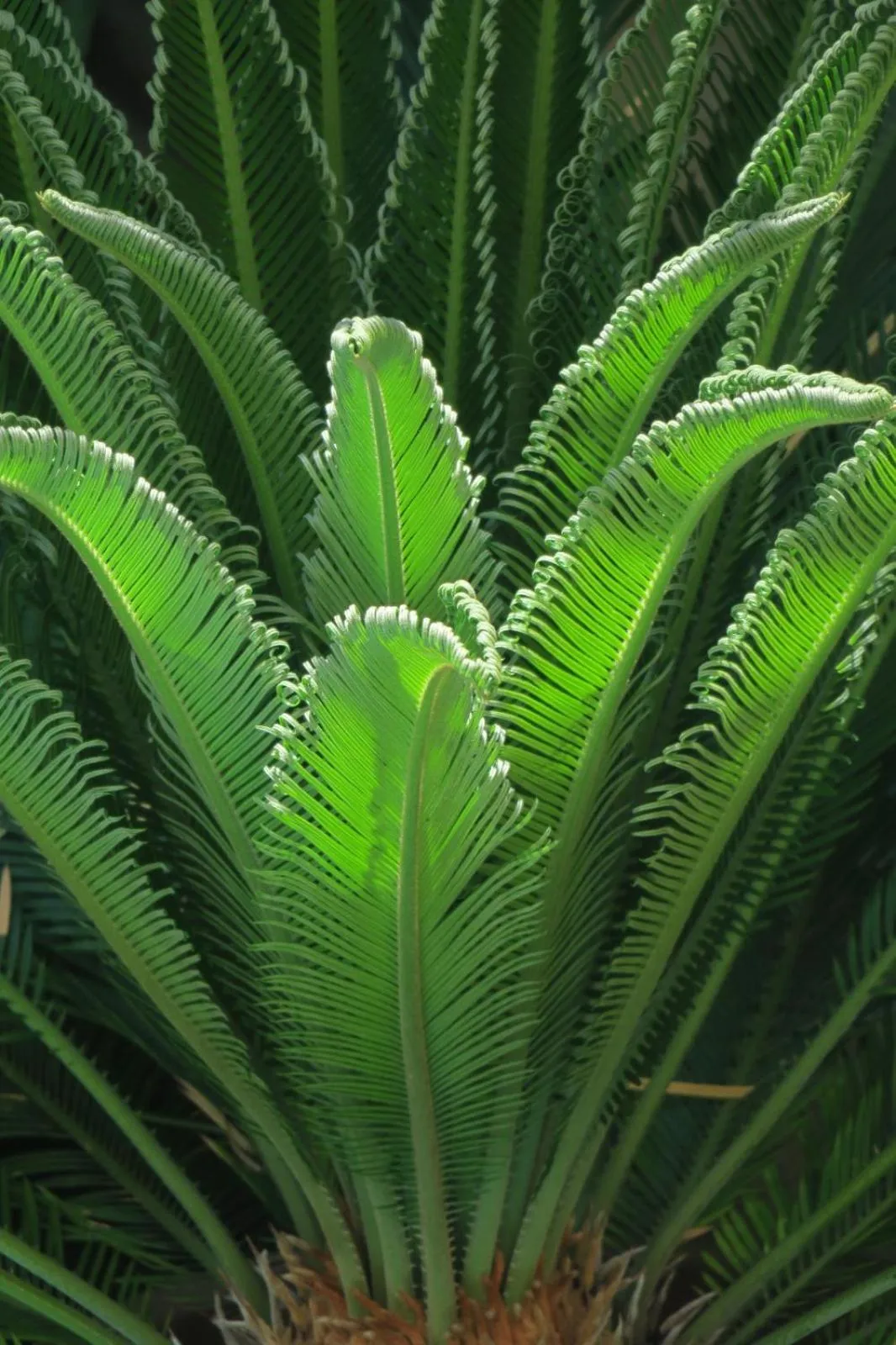 Garden in B&B Le Patio En Ville - Chambres d'hôtes
