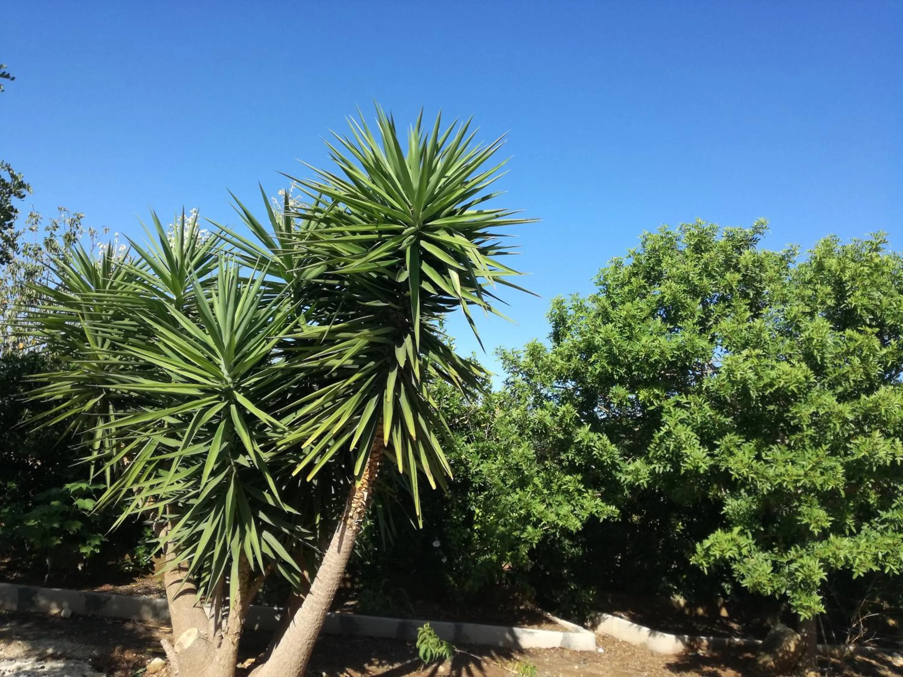 La Lanterna delle Fate