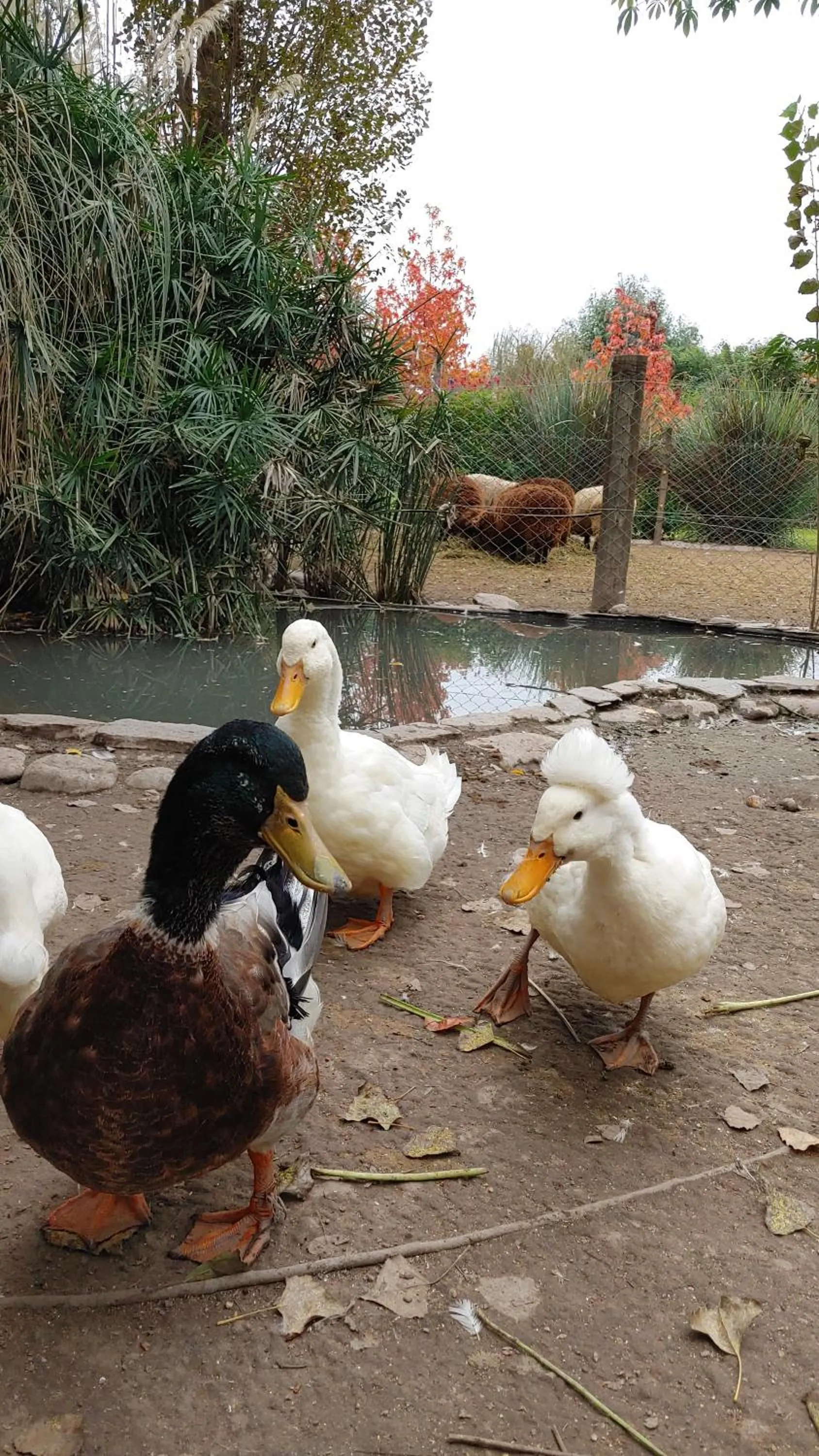 Animals in Posada del Santo Green & Rest - Cabañas