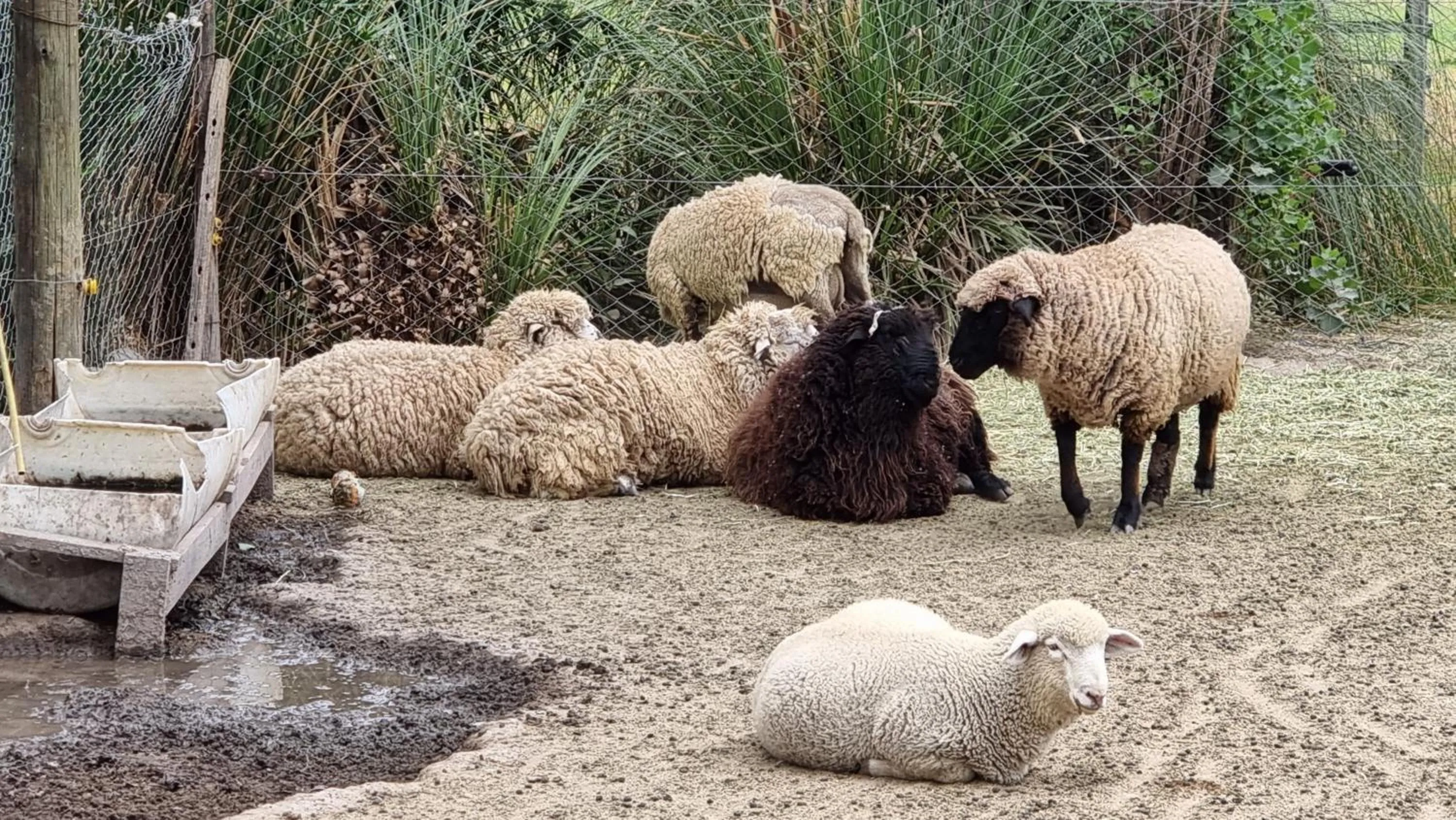 Animals in Posada del Santo Green & Rest - Cabañas