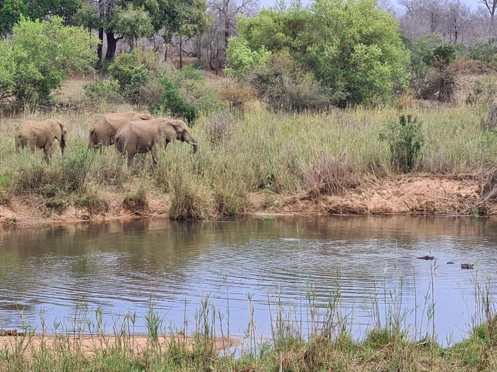 Activities in Sabie River Bush Lodge