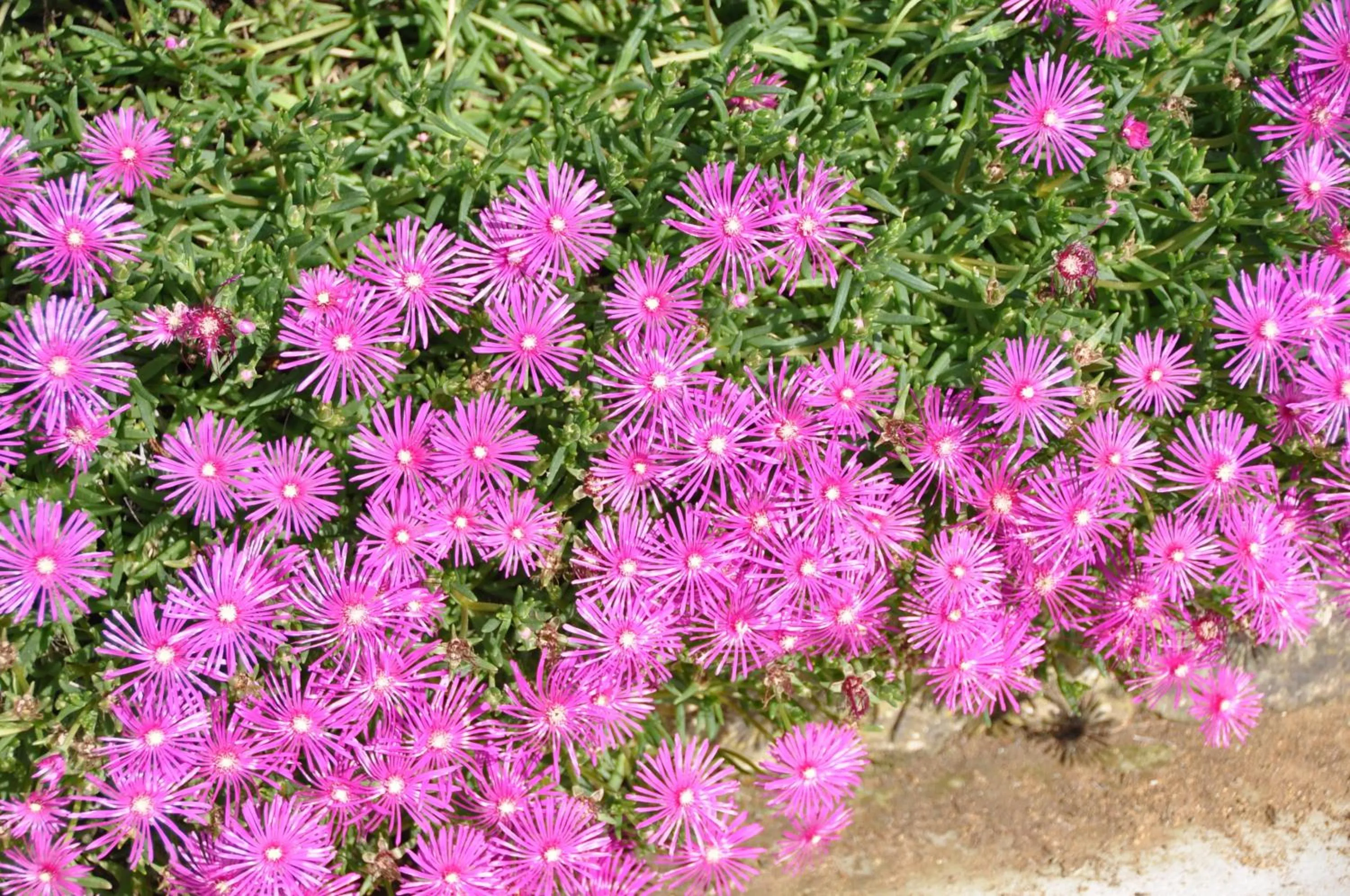 Chambre d'hôtes Sauternais