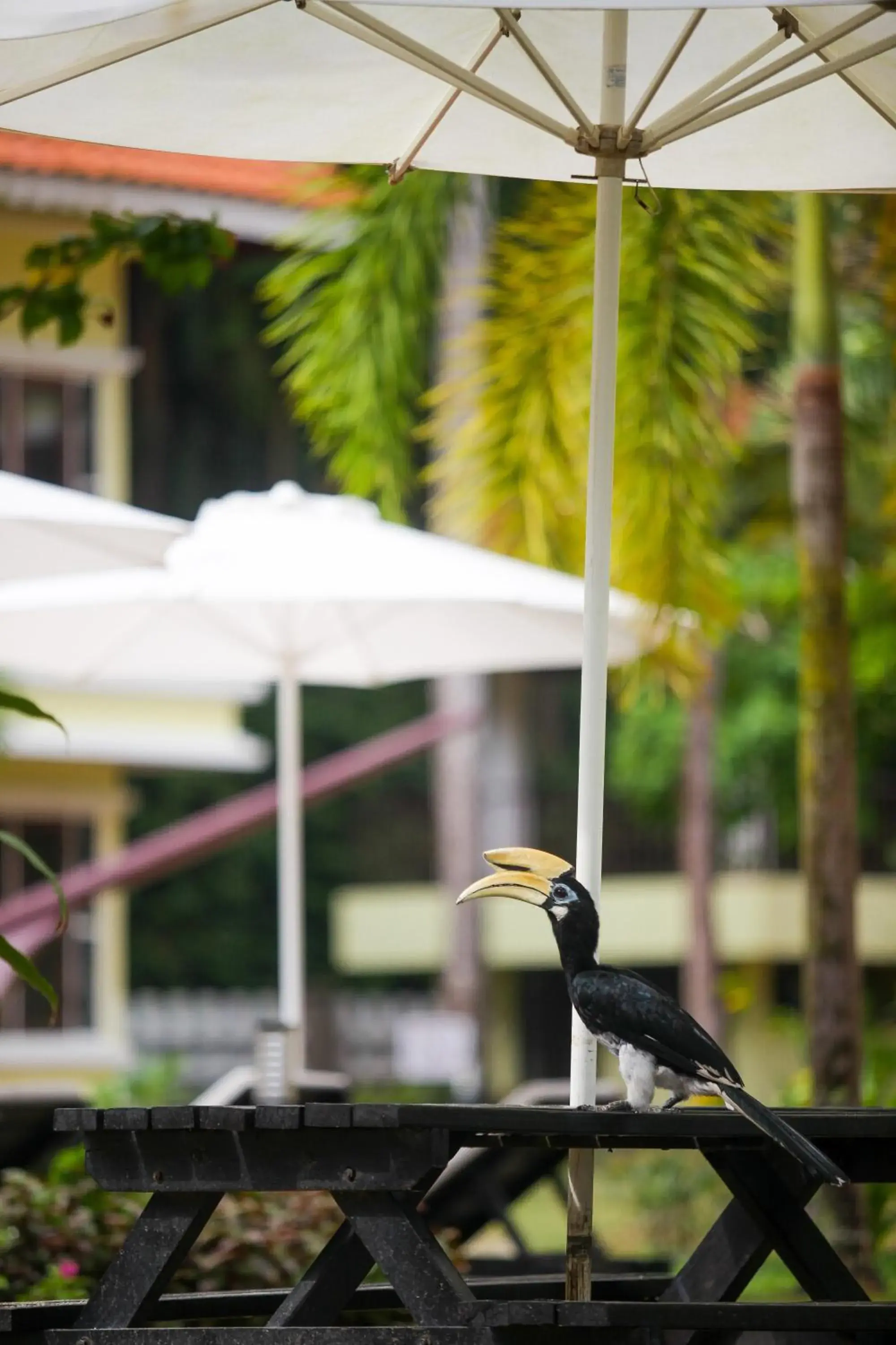 Anjungan Beach Resort Anjungan Beach Resort