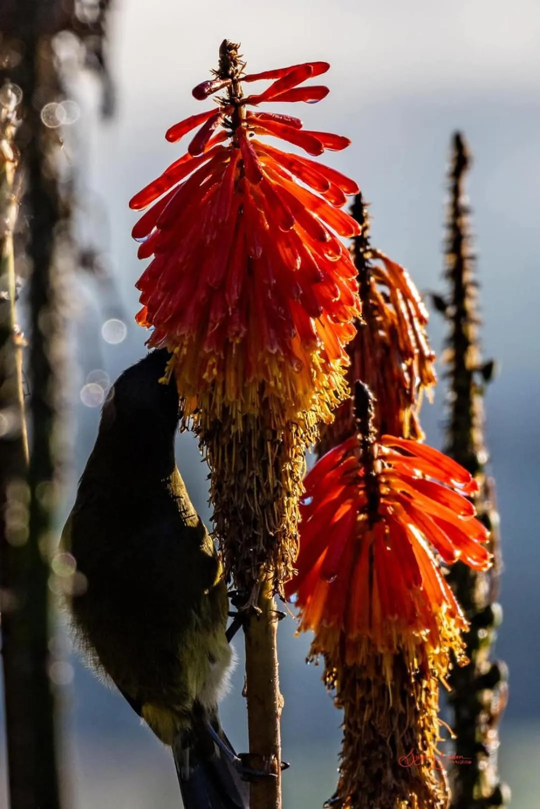 Natural landscape in Little Red School House