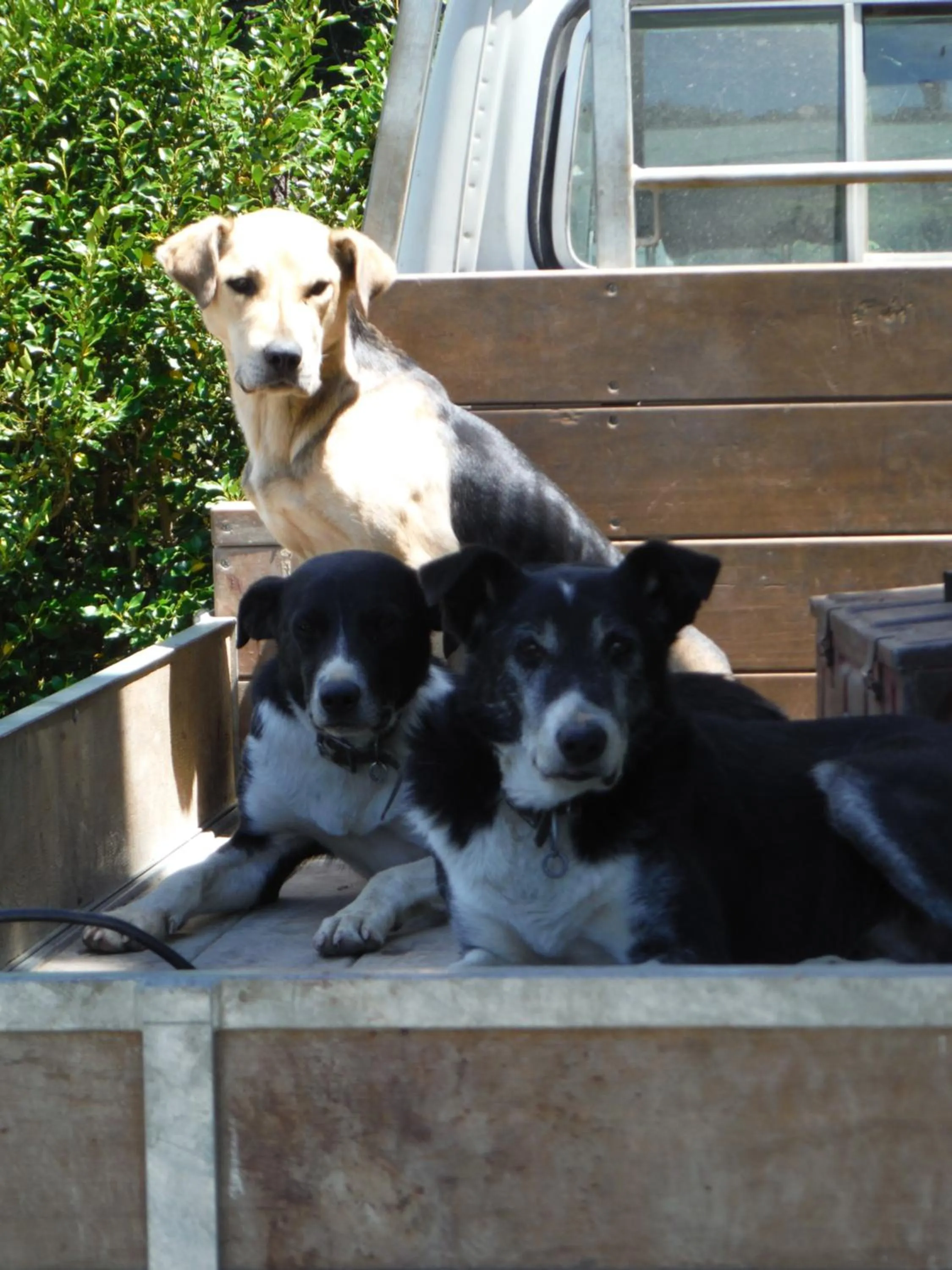 Pets in Little Red School House