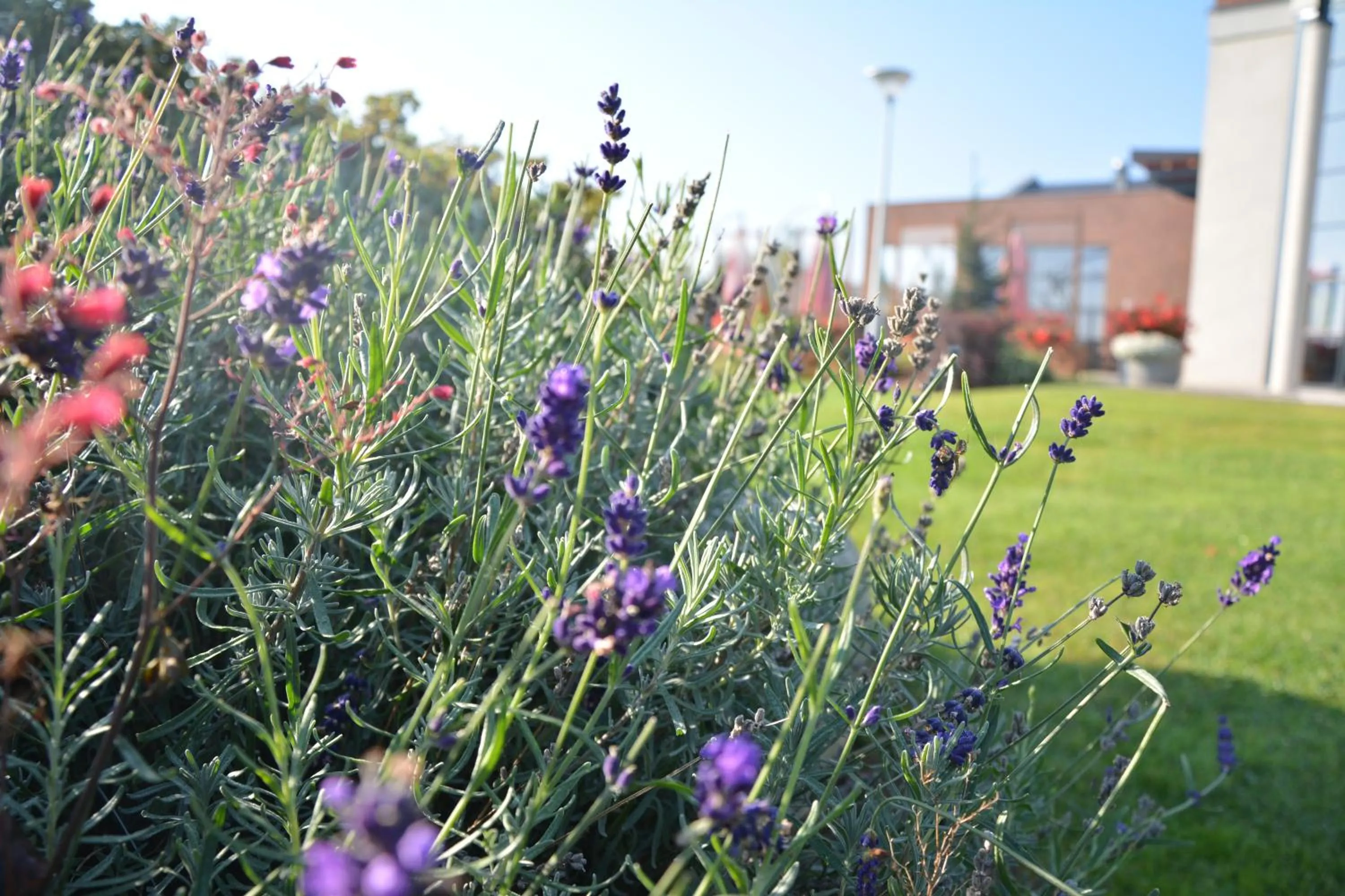 Garden in Bazuny Hotel&Spa