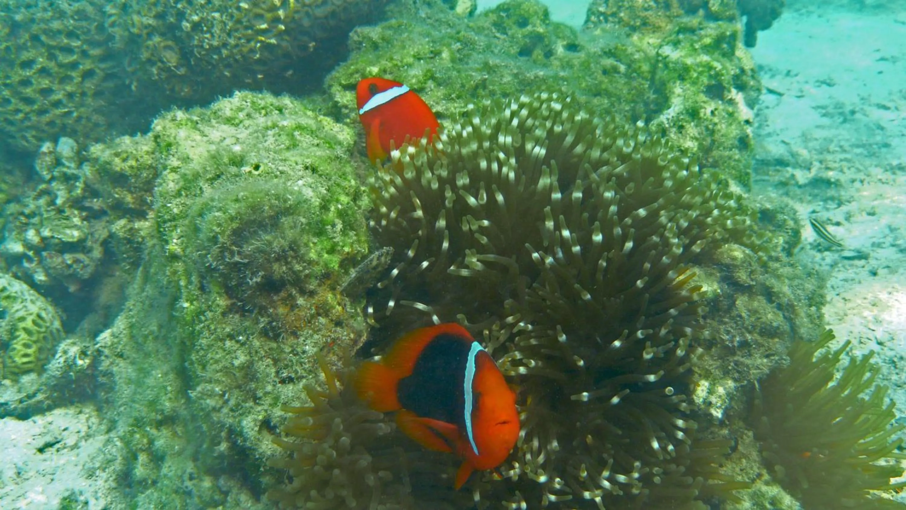 Snorkeling in Whale Island Resort