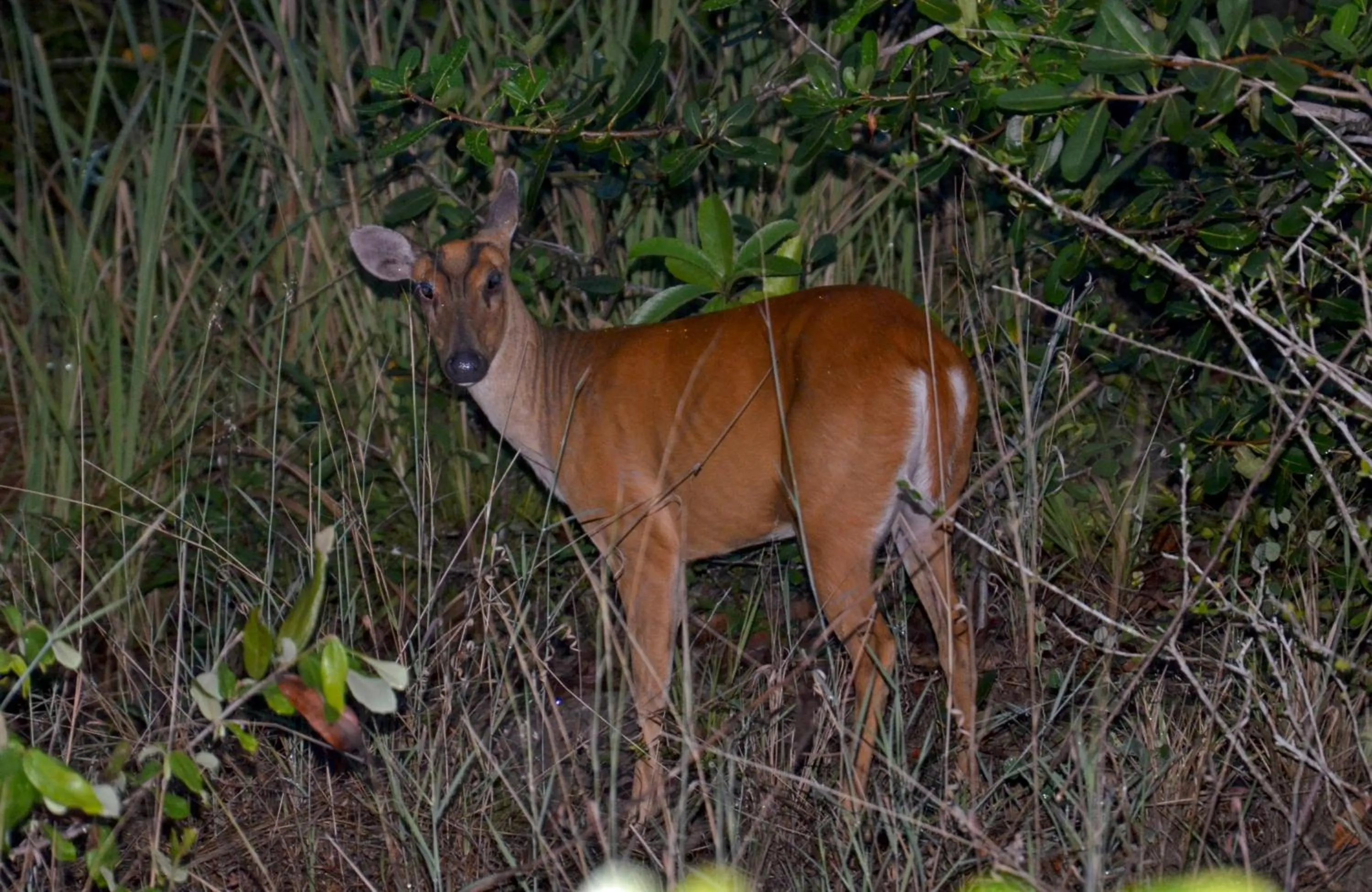 Animals in Whale Island Resort