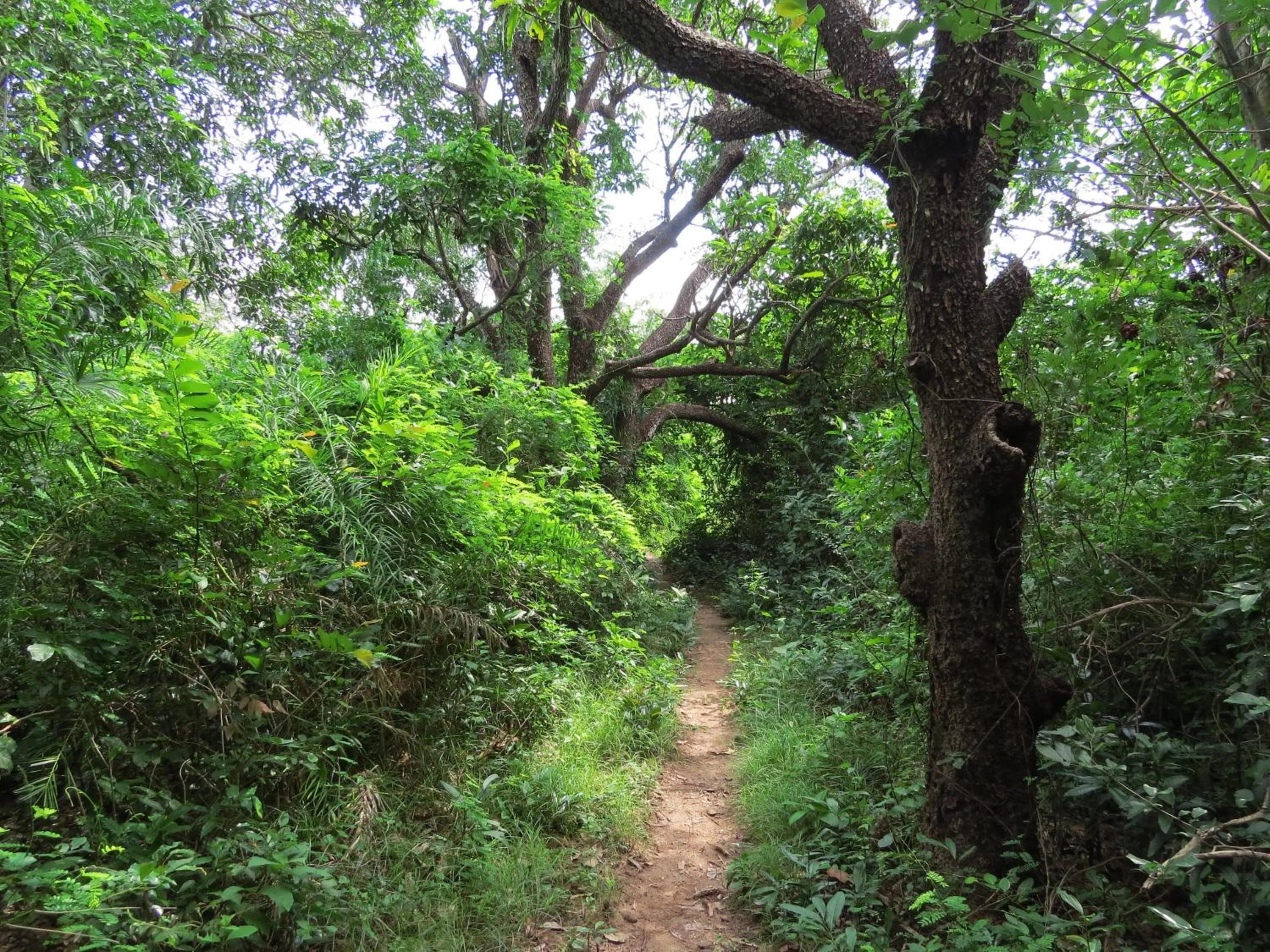 Hiking in Whale Island Resort