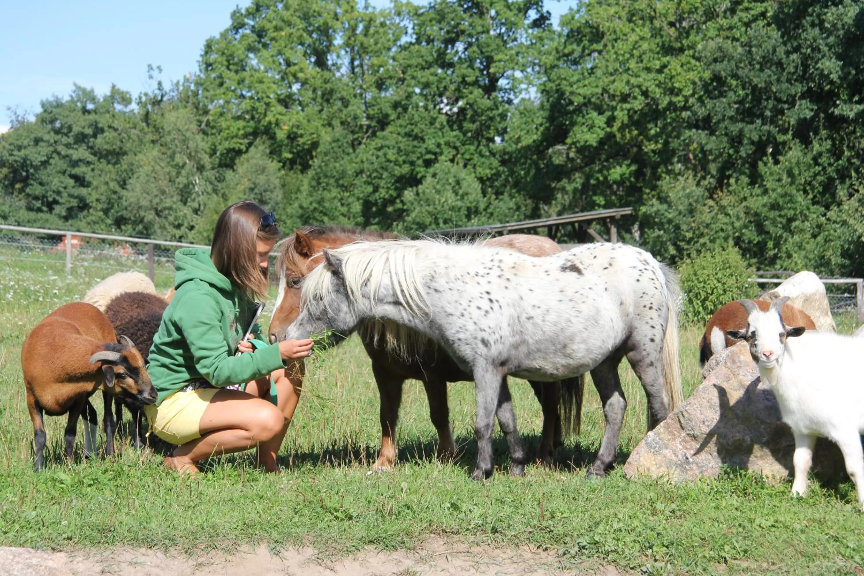 Animals in Pałac Galiny