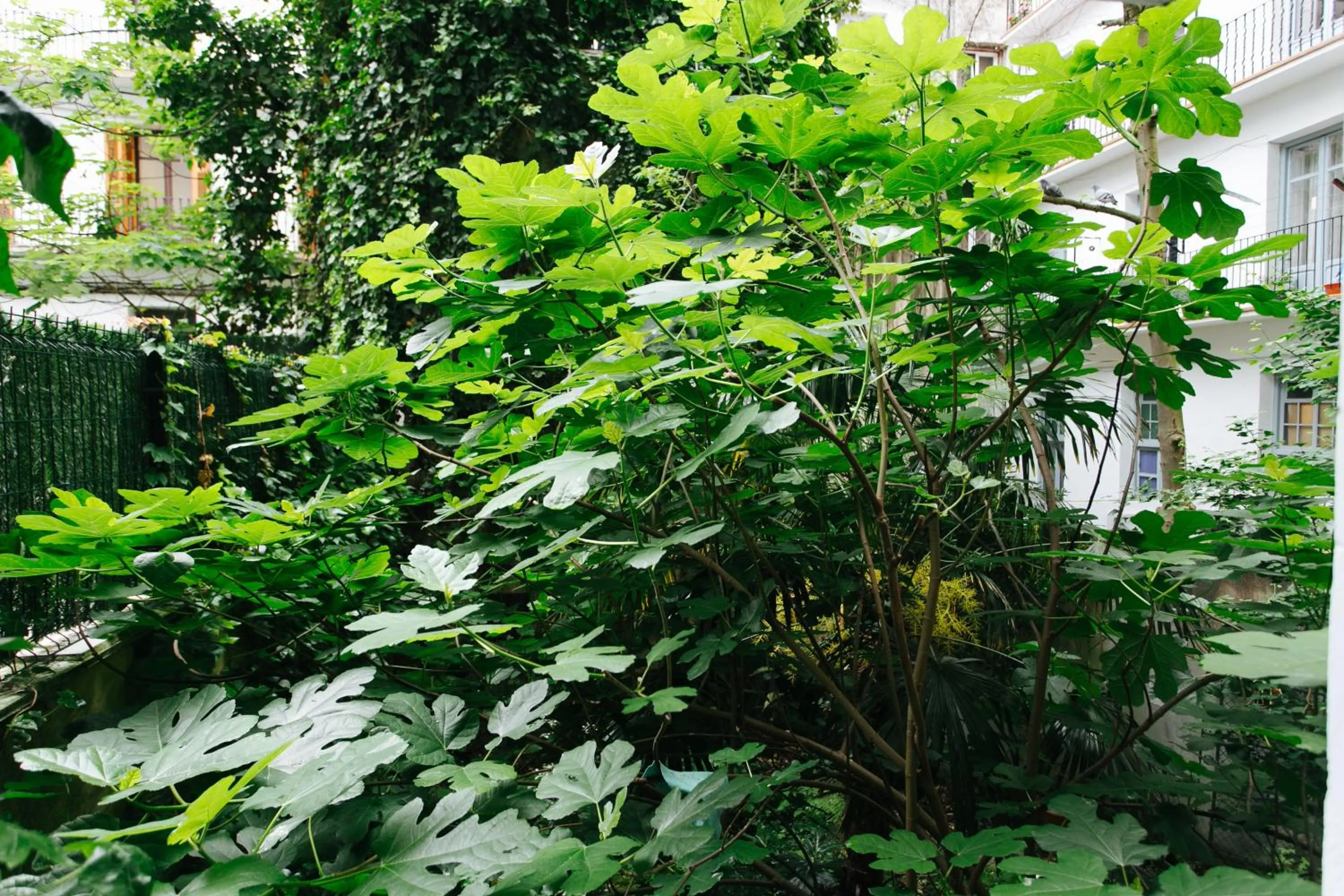 Garden view in Hostal San Sebastian Centro