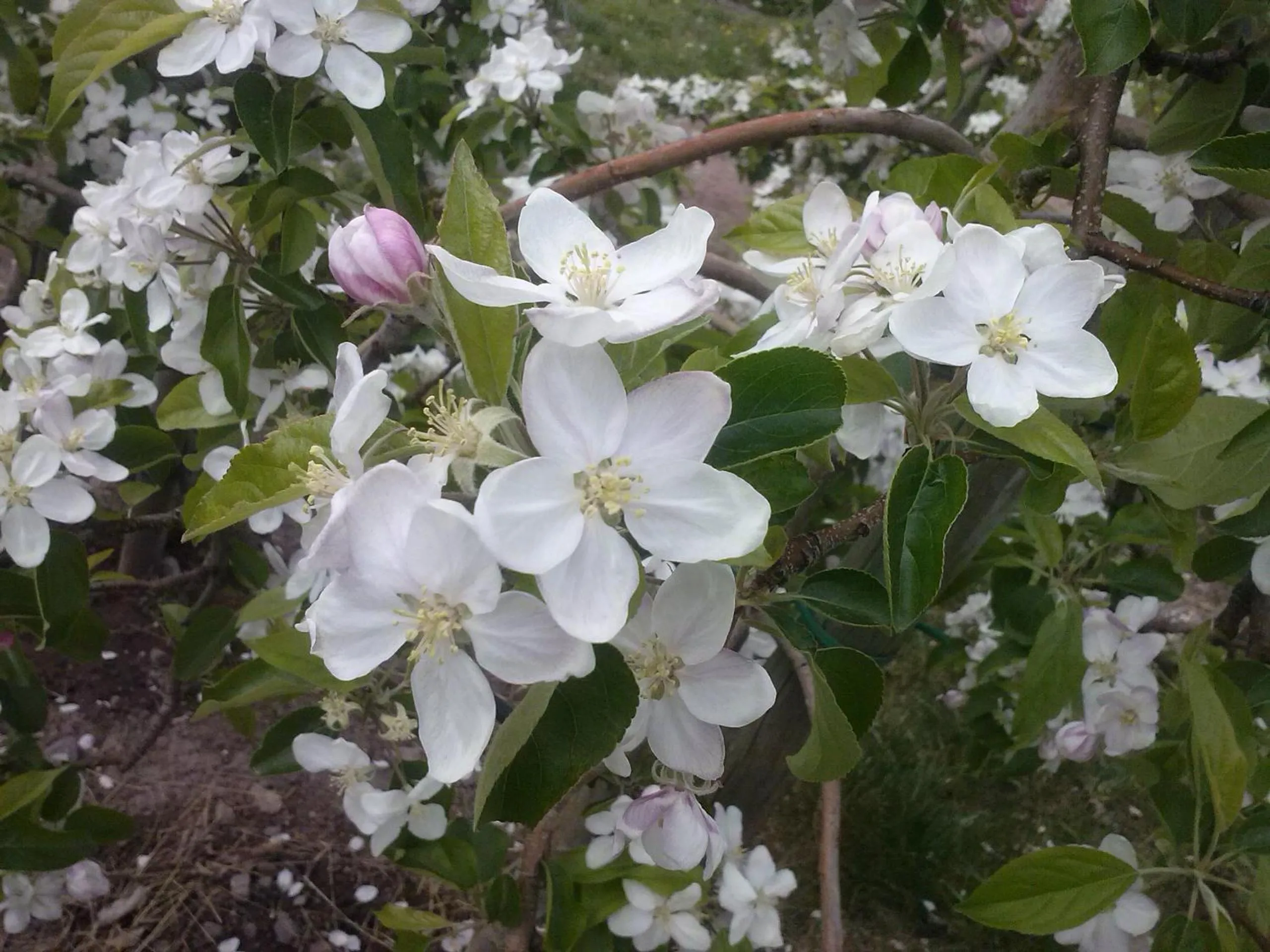 Spring in Residence Lenzenau