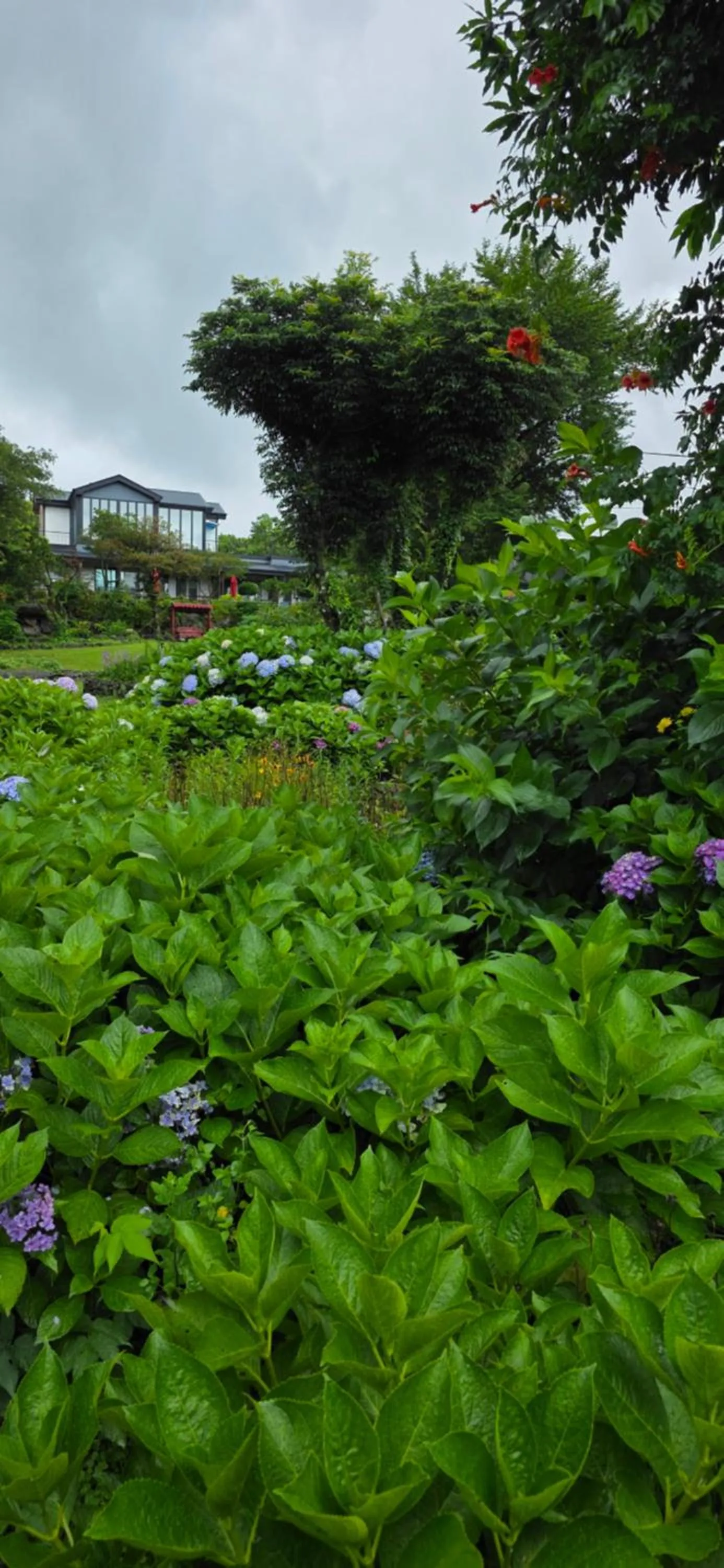 Gotjawal Geomunoreum Pension