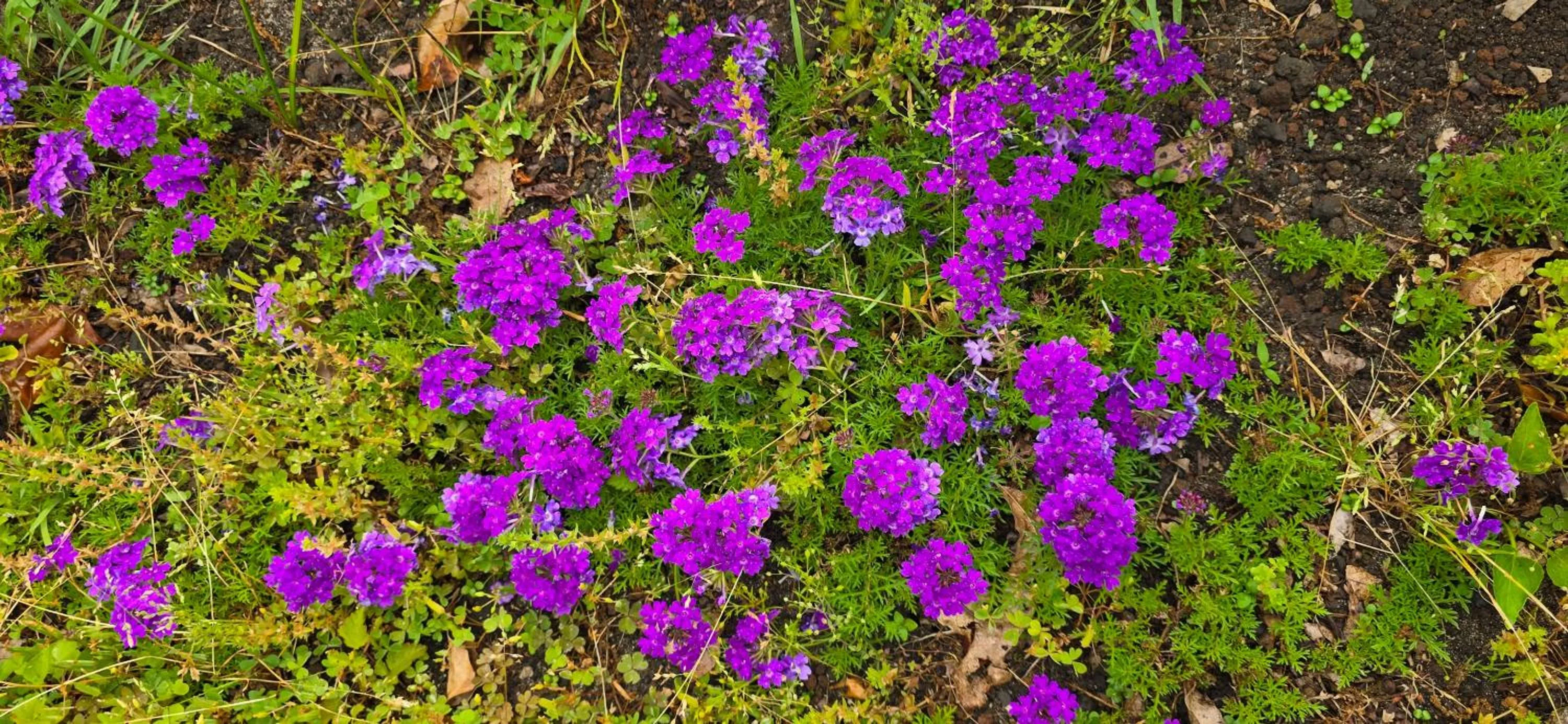 Gotjawal Geomunoreum Pension