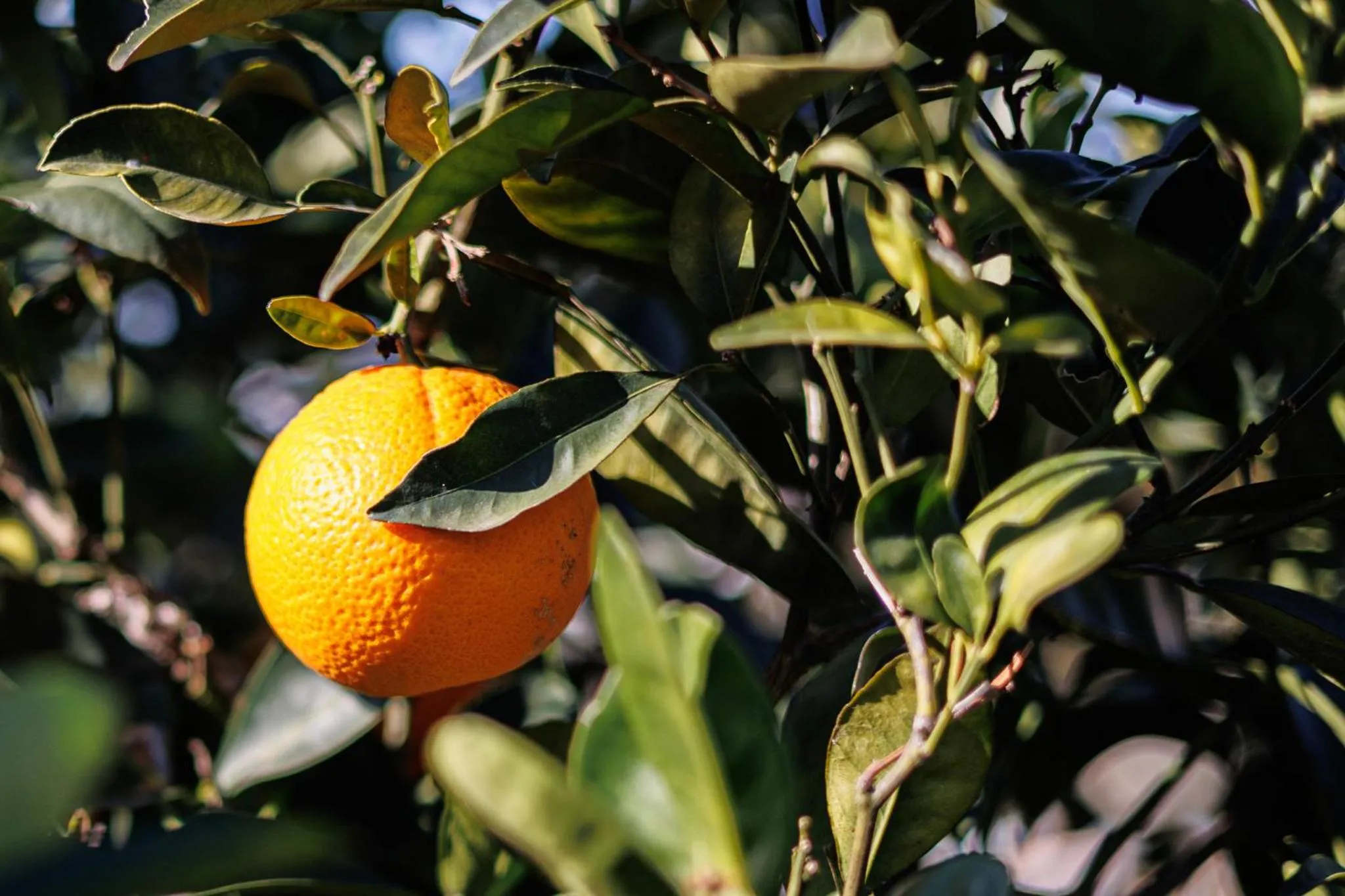 Day in Boutique Hotel Los Limoneros