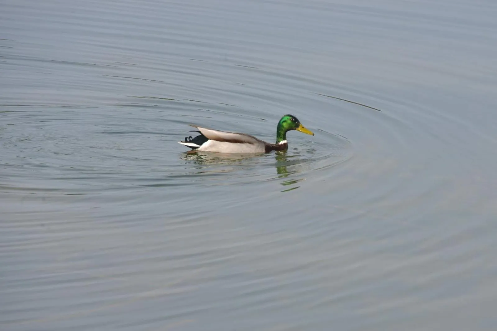 Animals in Best Western Golf d'Albon