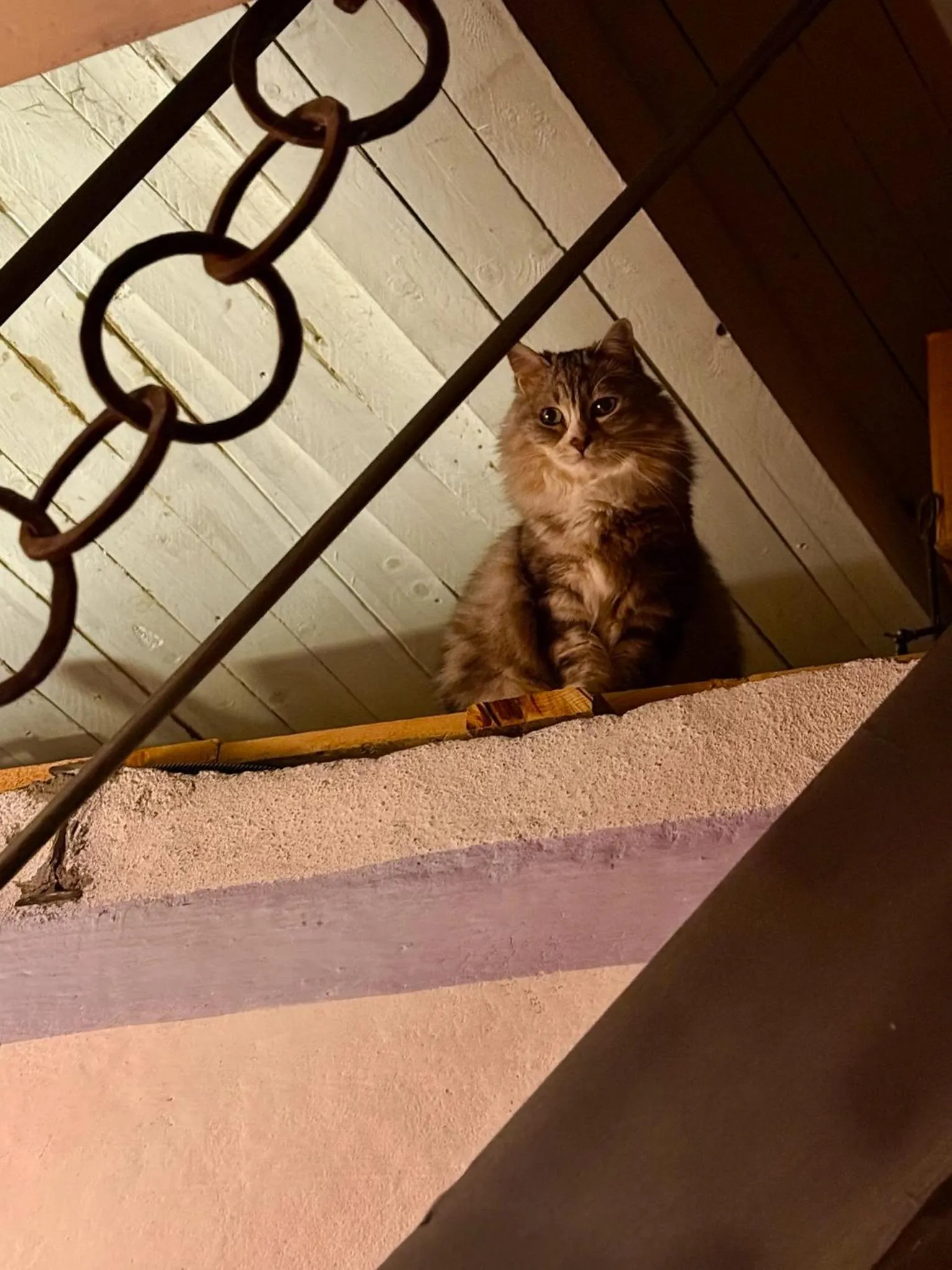 Pets in Viandanti, Artisti e Sognatori