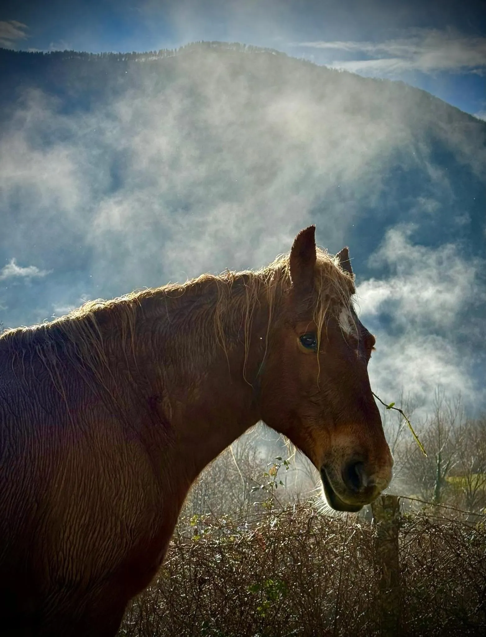 Animals in Viandanti, Artisti e Sognatori