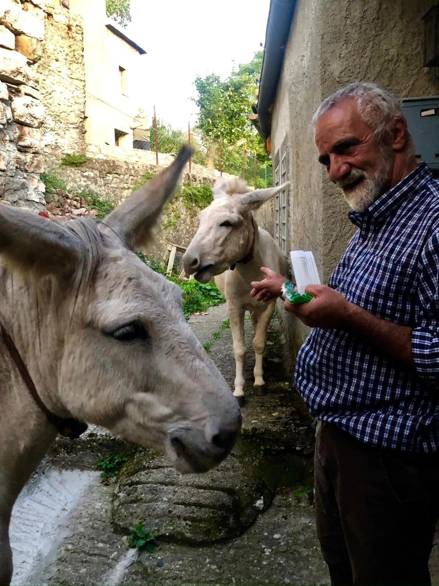 Animals in Viandanti, Artisti e Sognatori