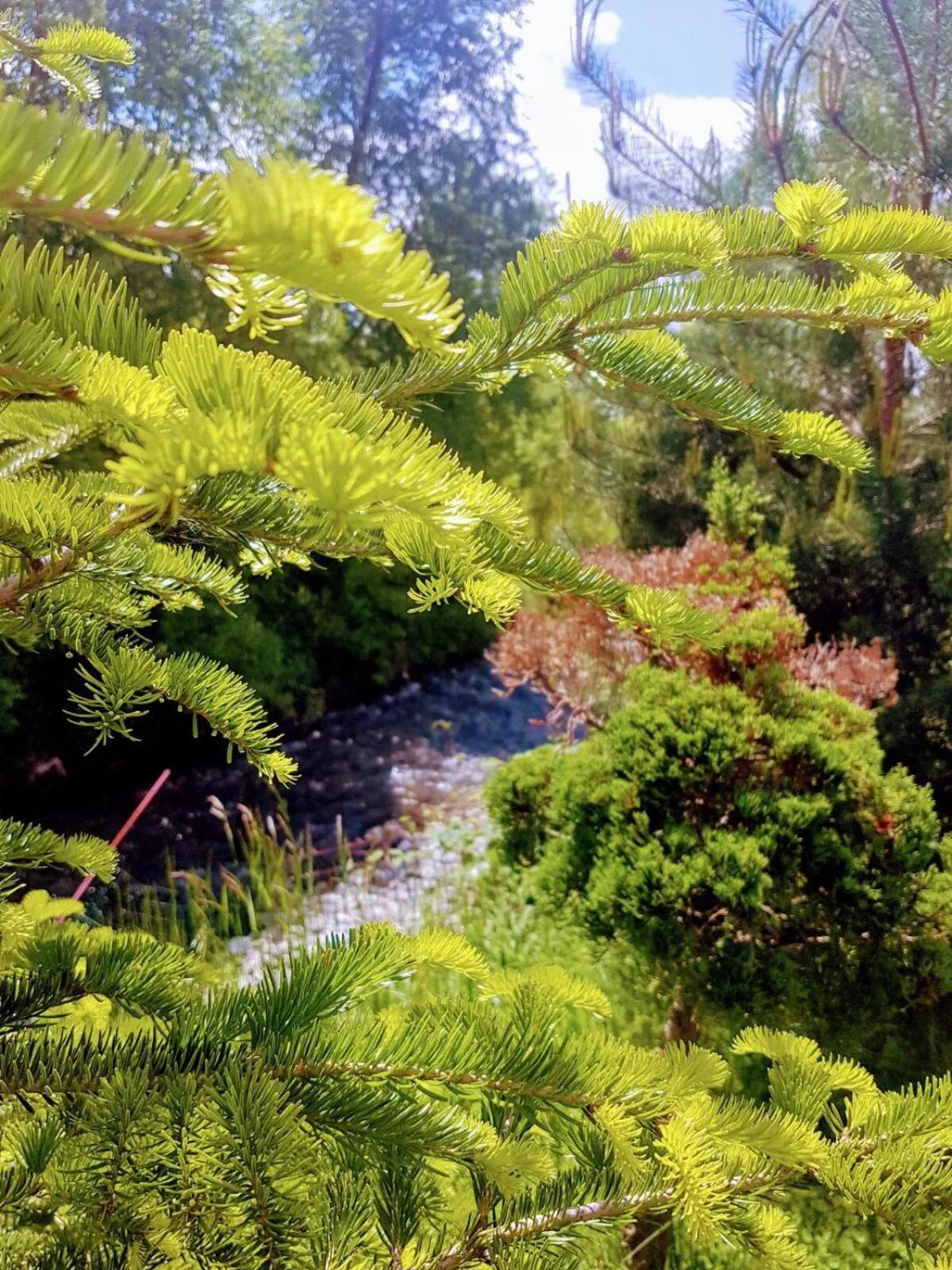 Garden in Hotel boutique Garden Resort by Brancoveanu