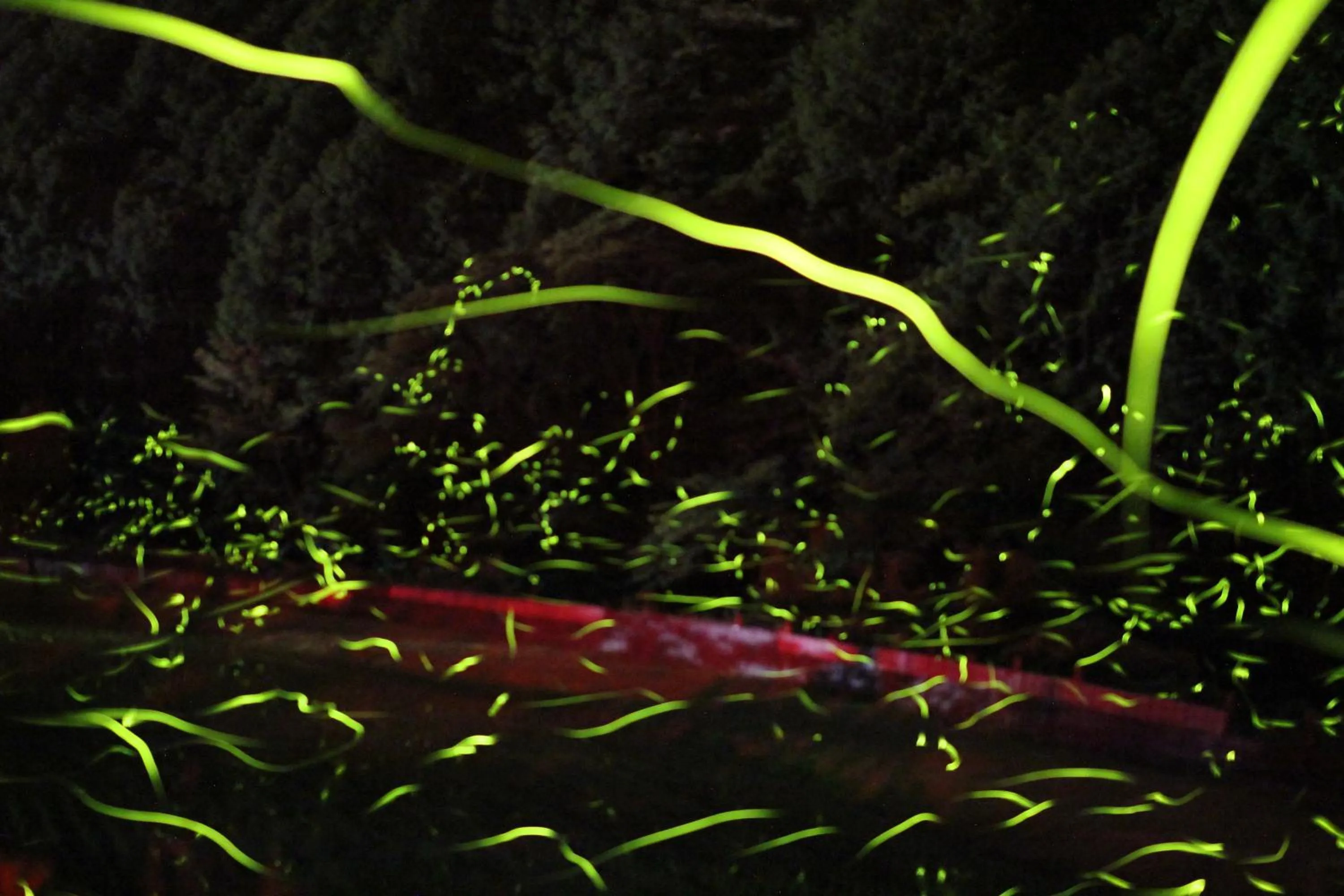 Nearby landmark in Nature Resort in Shimanto