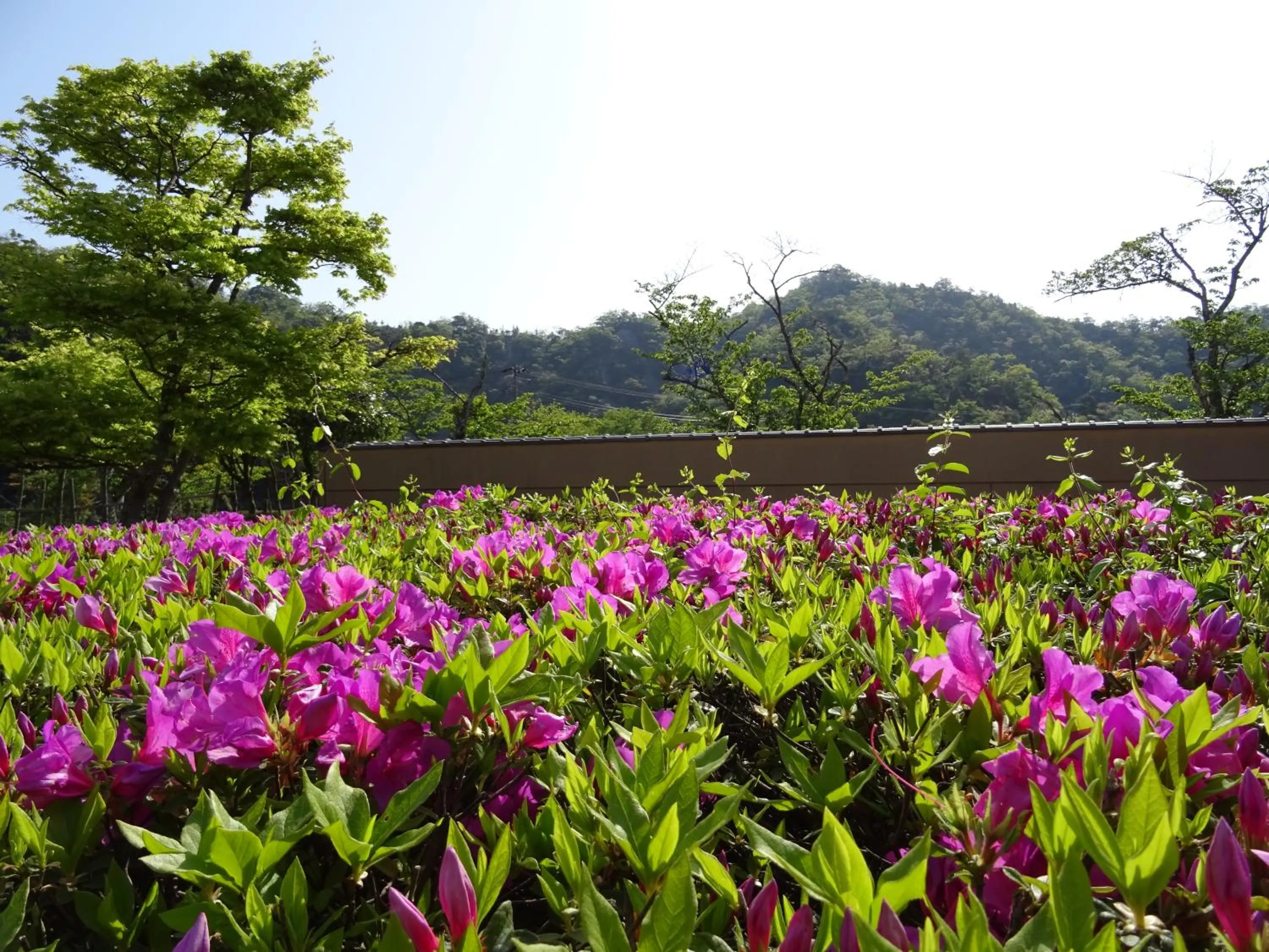 Natural landscape in Ginka