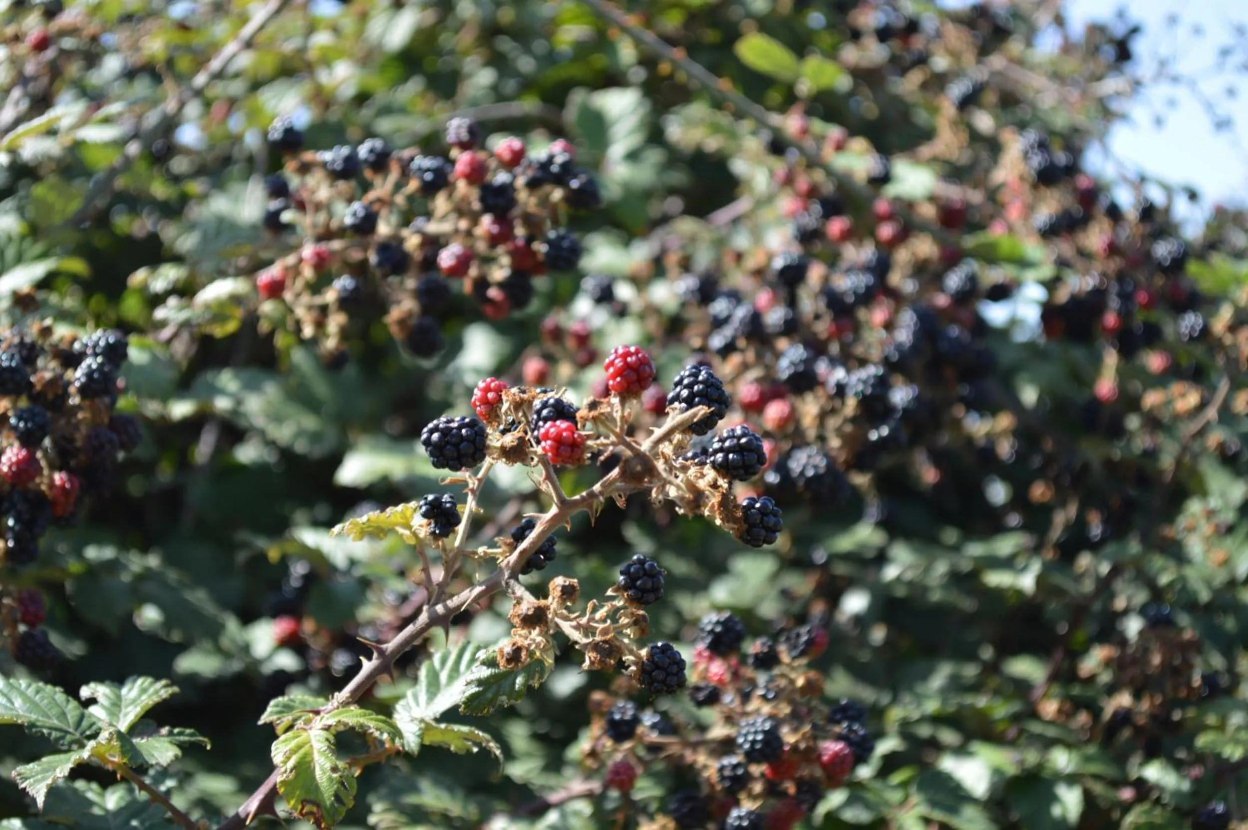 Other in Il Castello