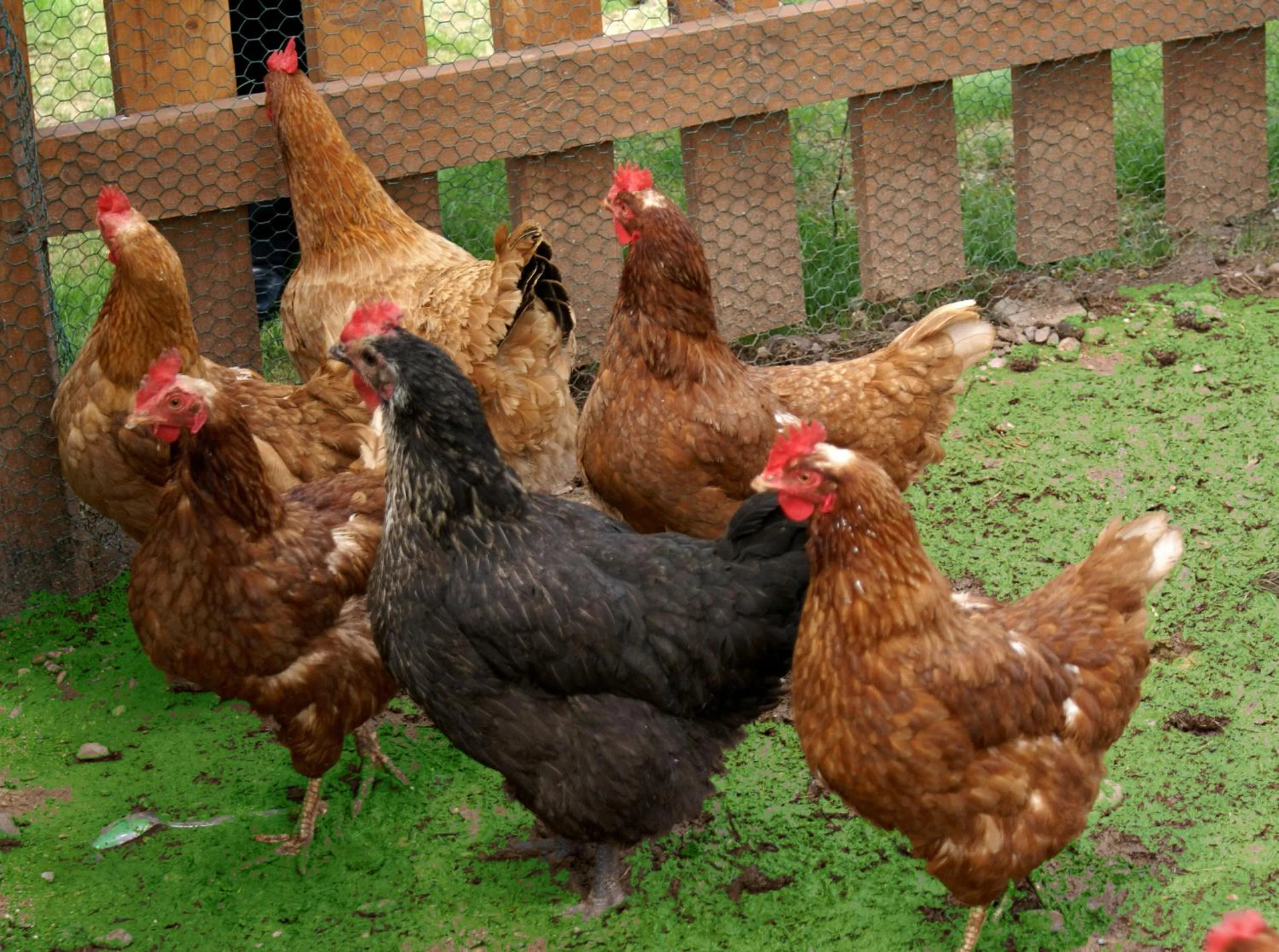 Animals in Xalet De Prades