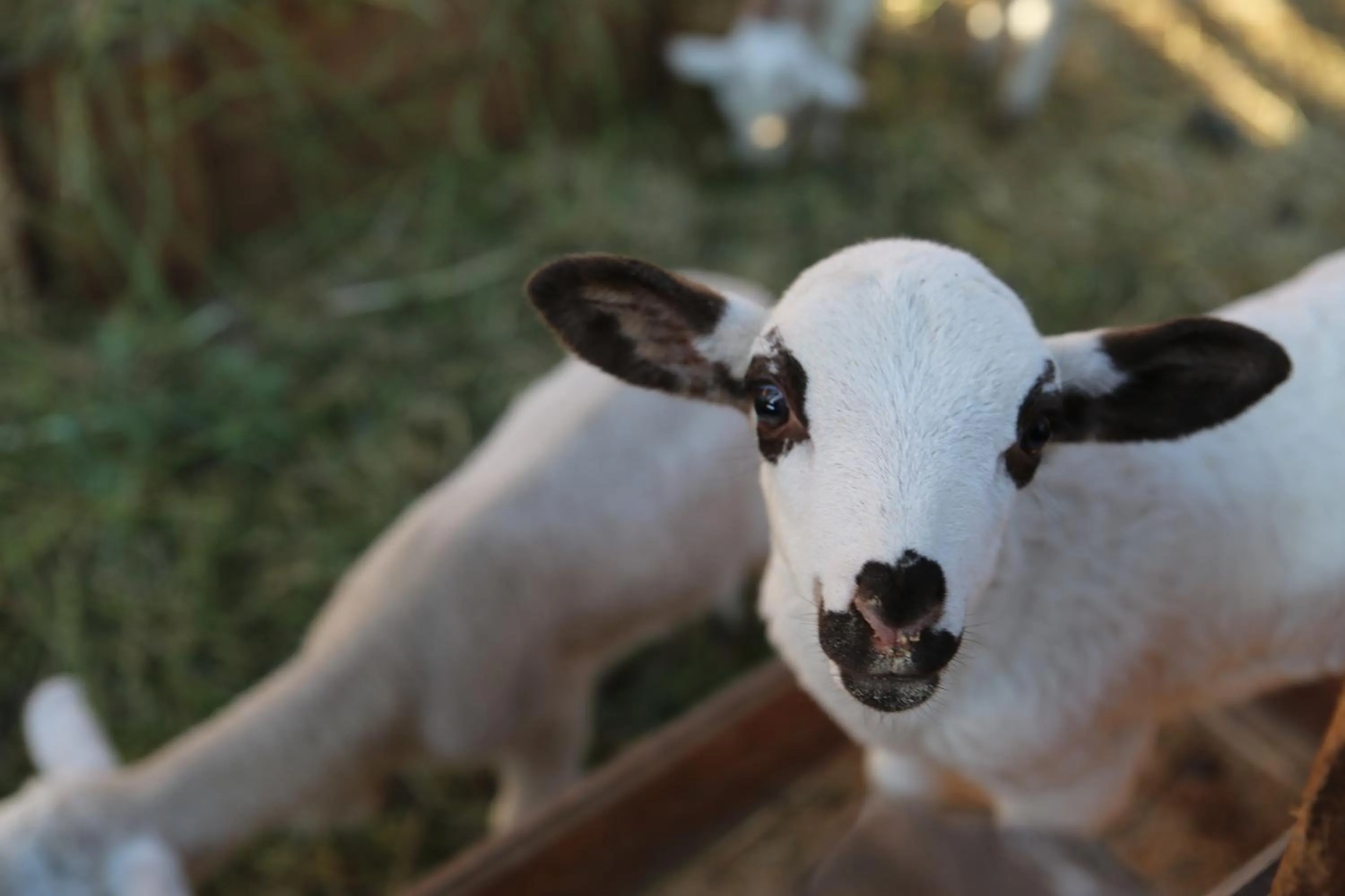 Animals in Xalet De Prades