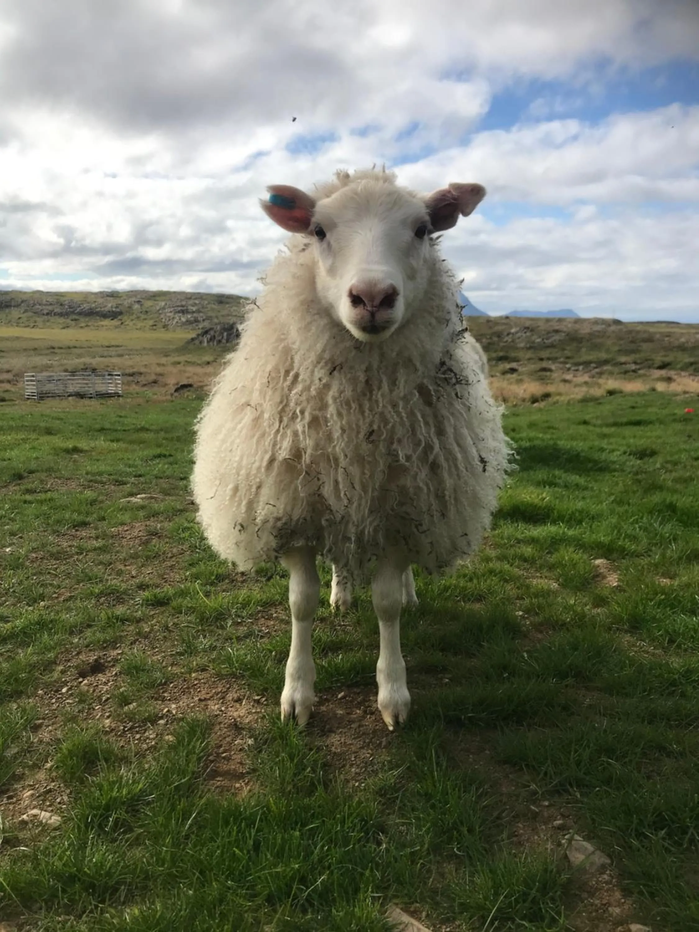 Helgafell