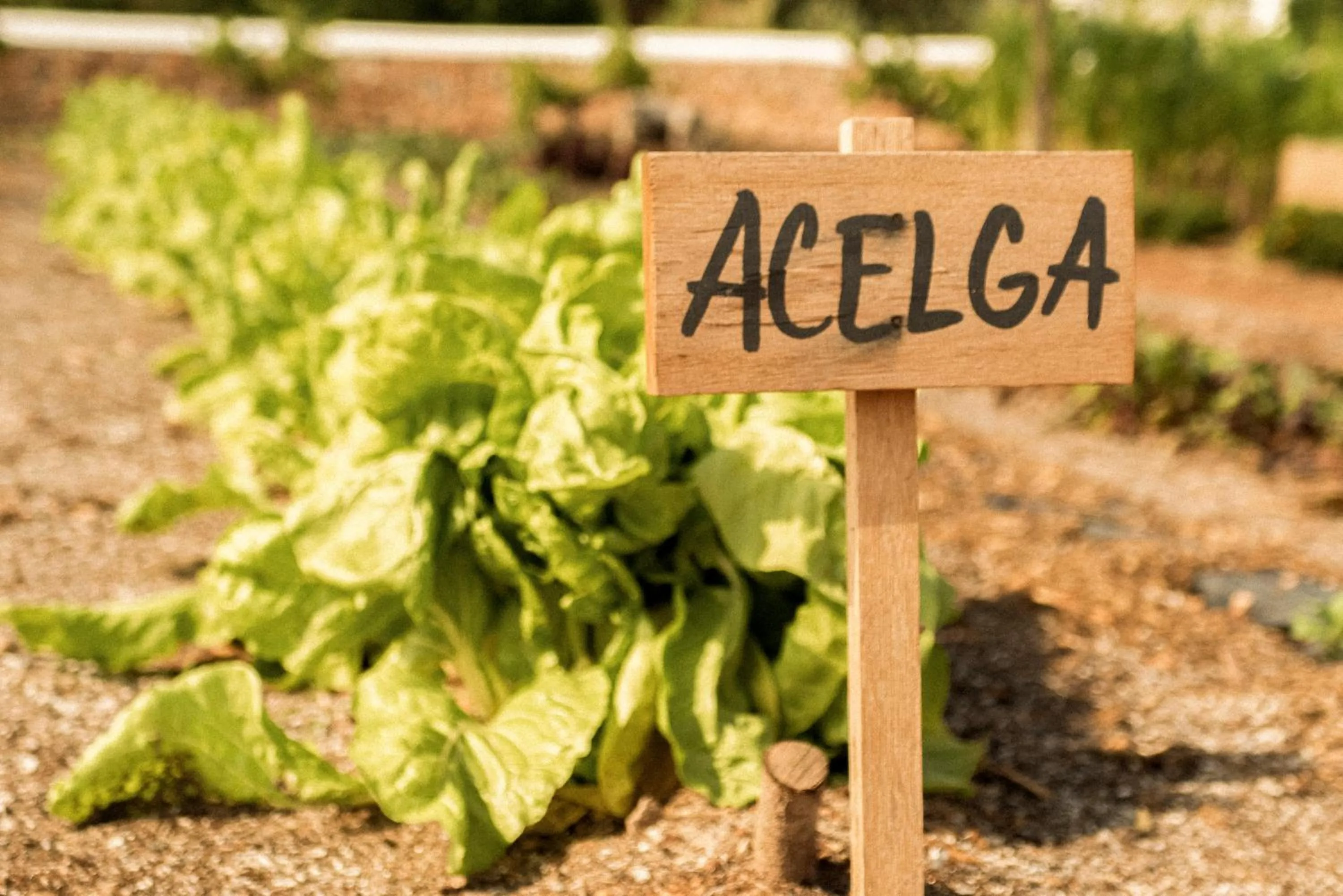 Restaurant/places to eat in Casa Maca