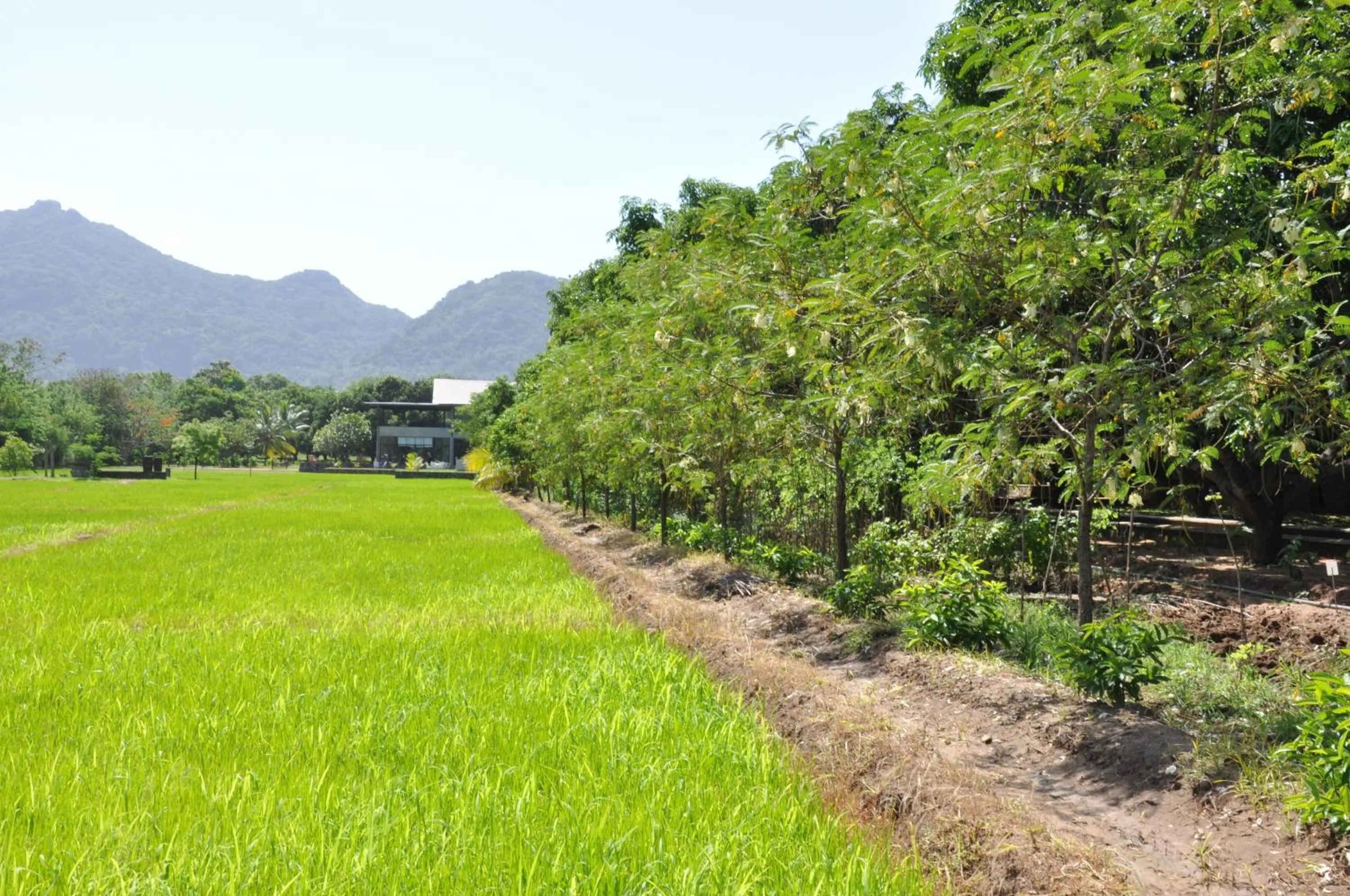 Bird's eye view in Sigiriana Resort by Thilanka