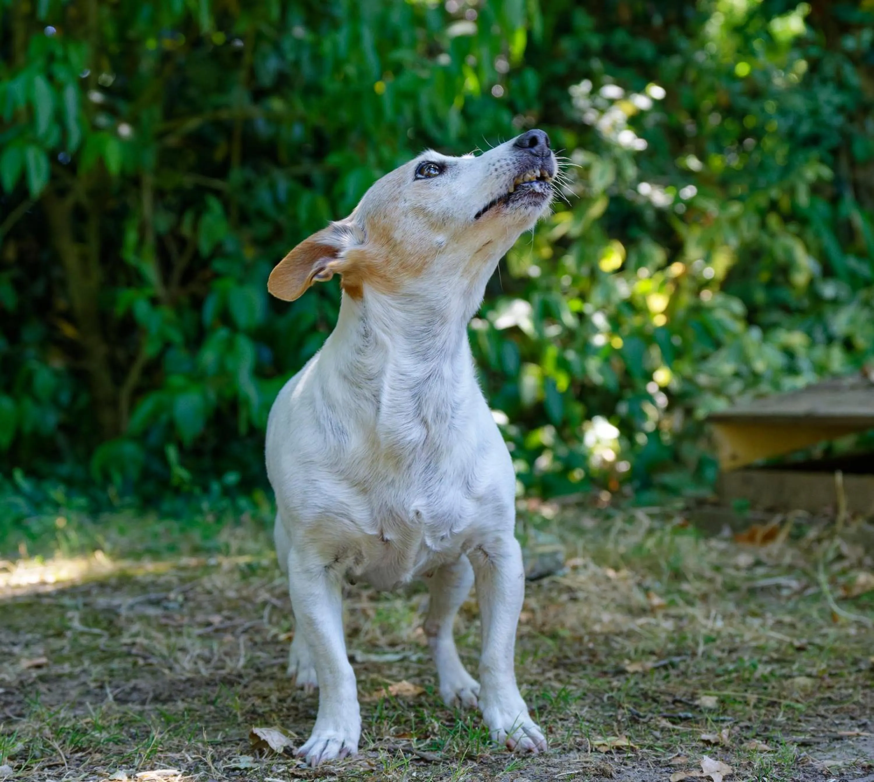 Mas des Vignes Piscine chauffée