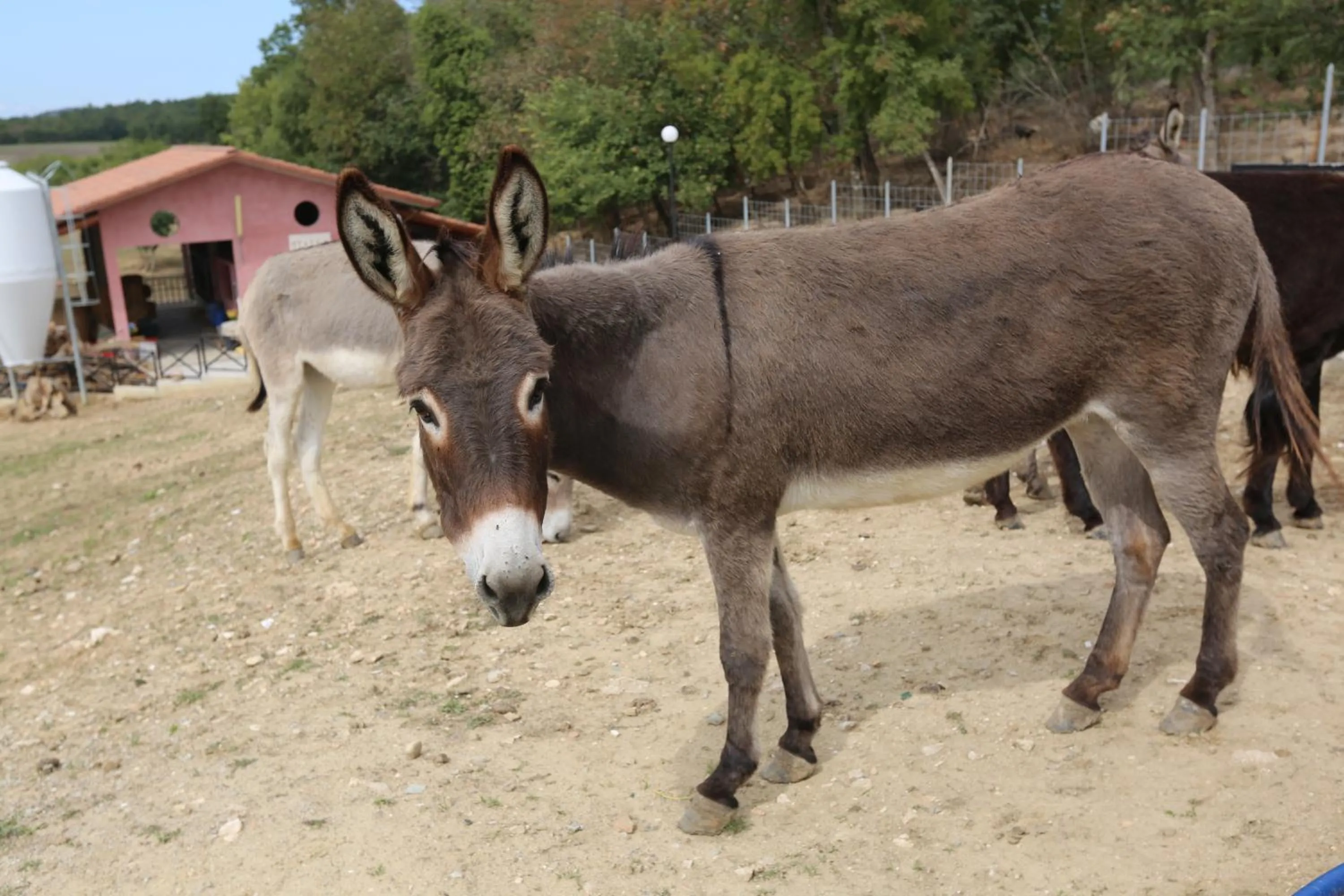 Agriturismo ciociaro " il colle " HOTEL RISTORANTE