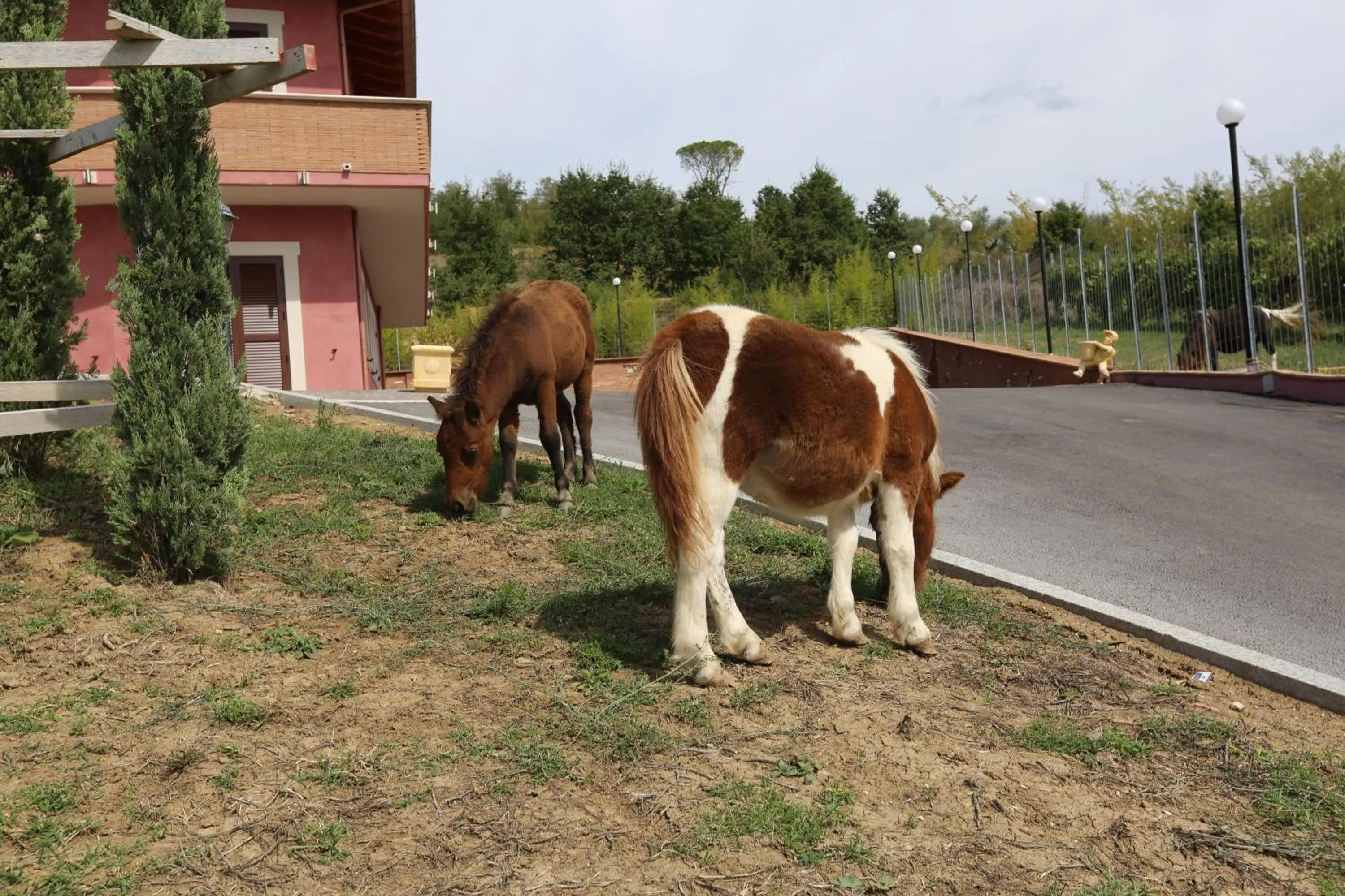 Agriturismo ciociaro " il colle " HOTEL RISTORANTE