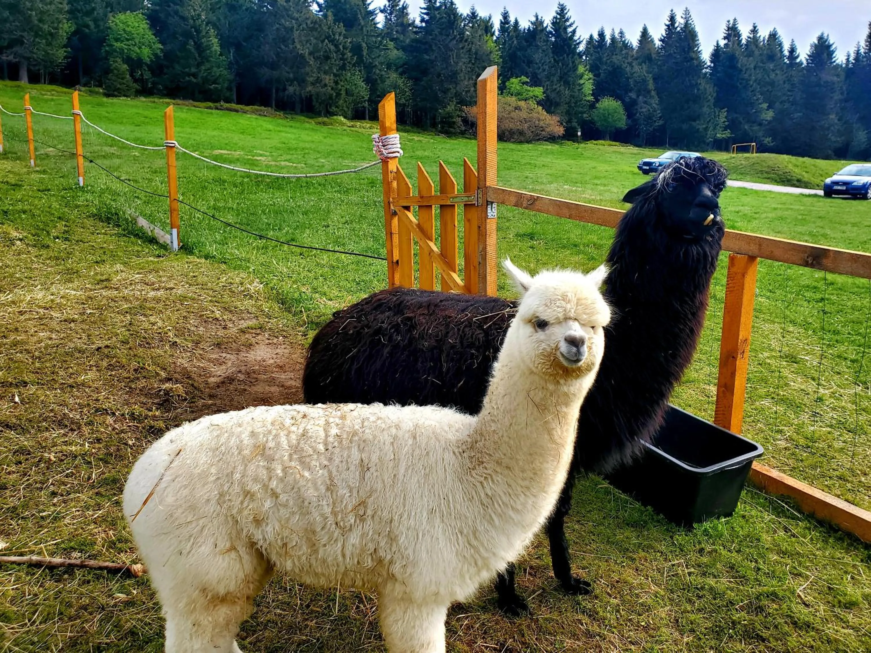 Garden in Horský hotel Kolínská bouda