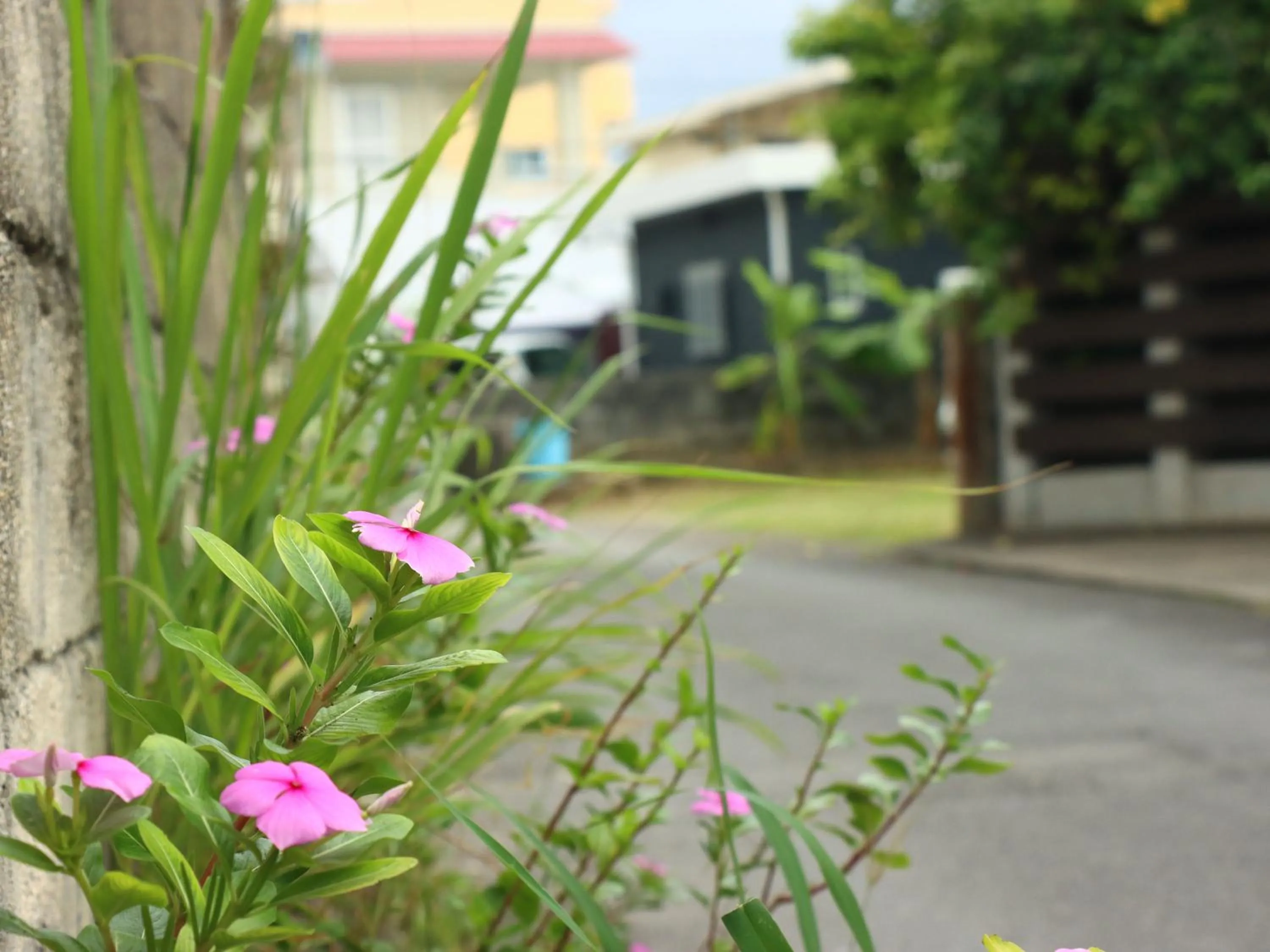 Day in Guesthouse Asibina