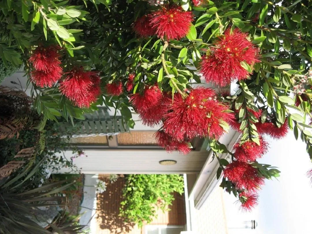 Garden in 252 Beachside Motels & Holiday Park