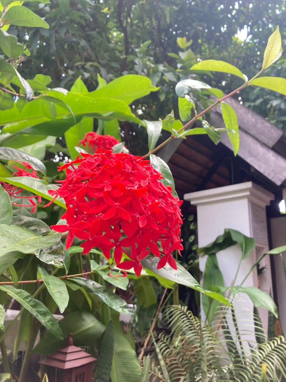 Garden in Wiriya House