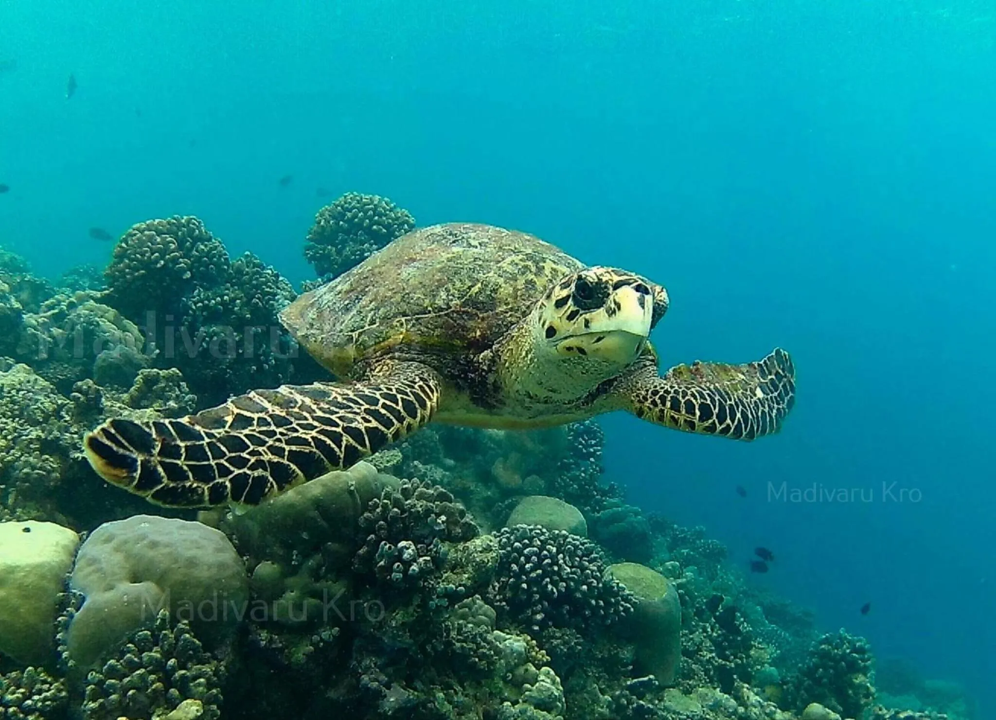 Snorkeling in Madivaru Kro
