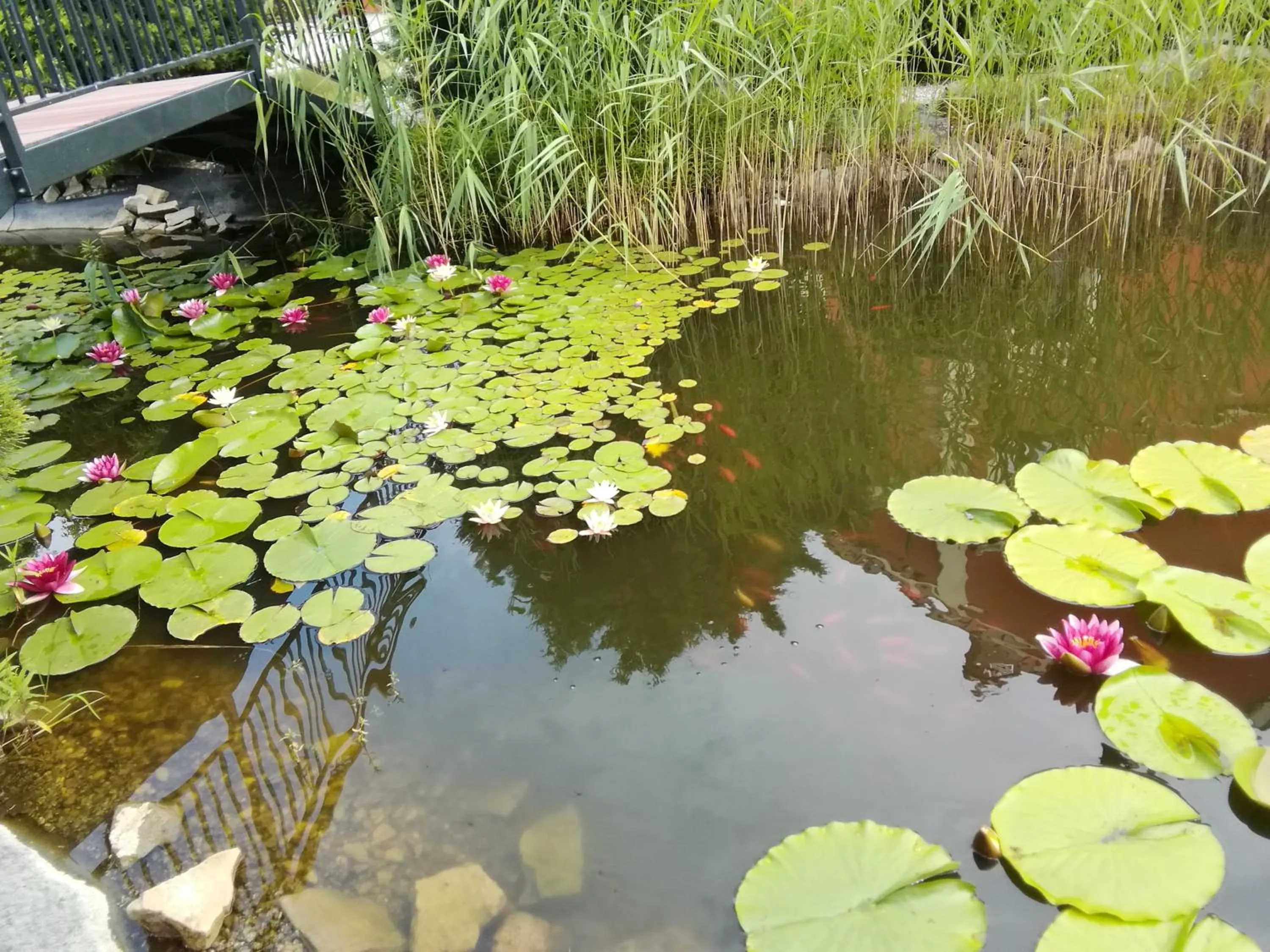 Garden in Dworek 1885