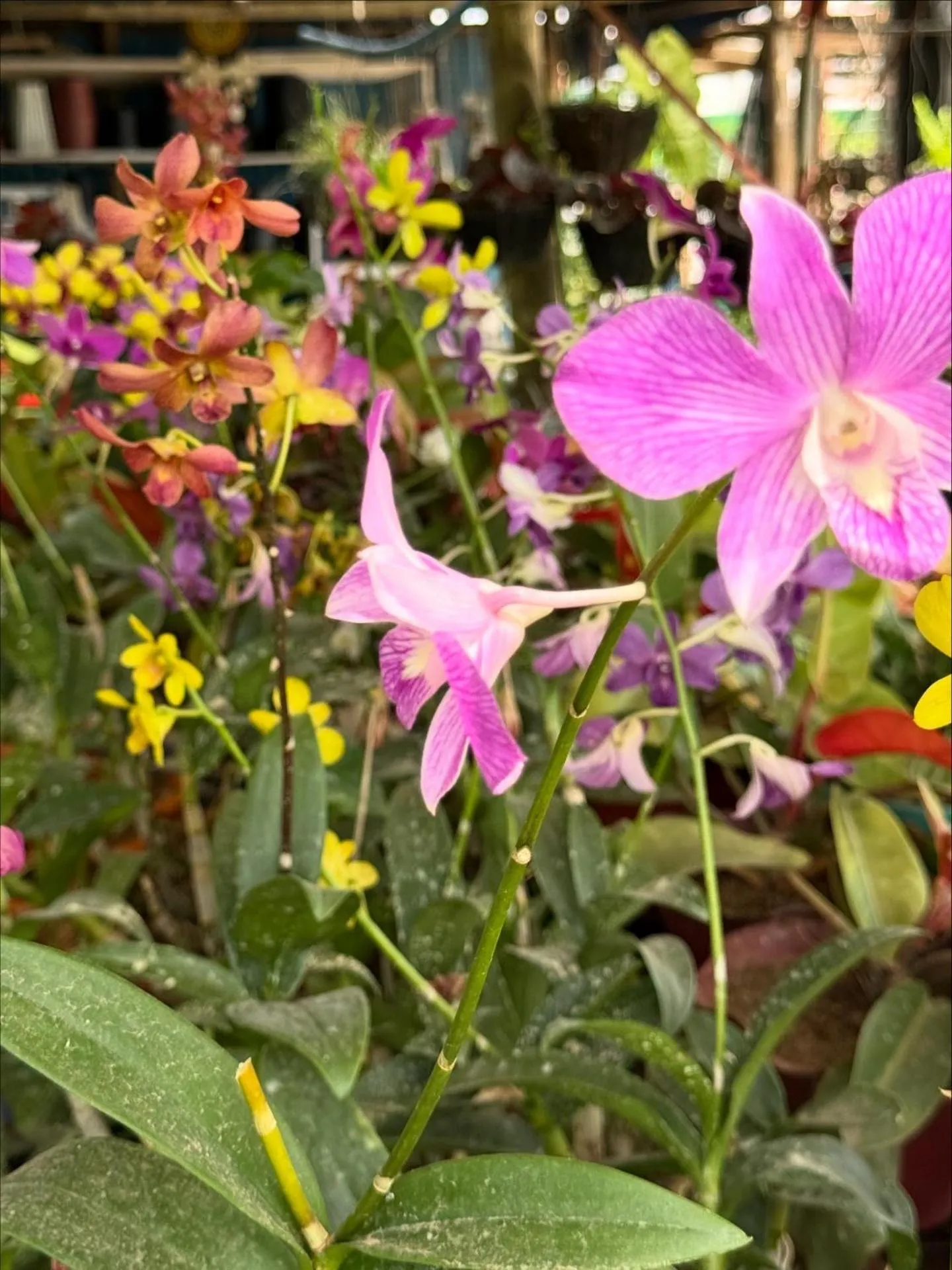 Deep Forest Garden Hotel