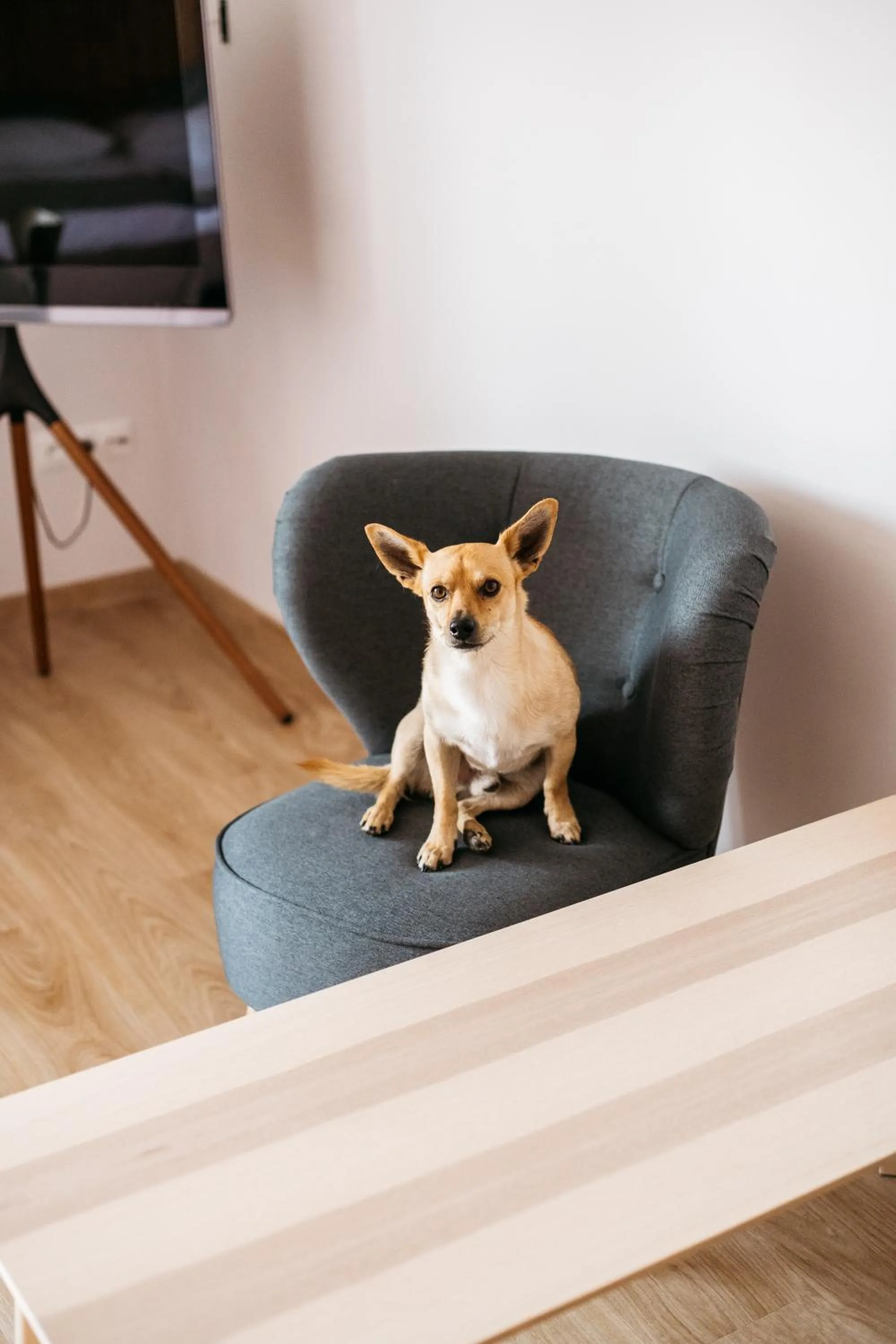 Animals in Hotel Chata Za Wsią