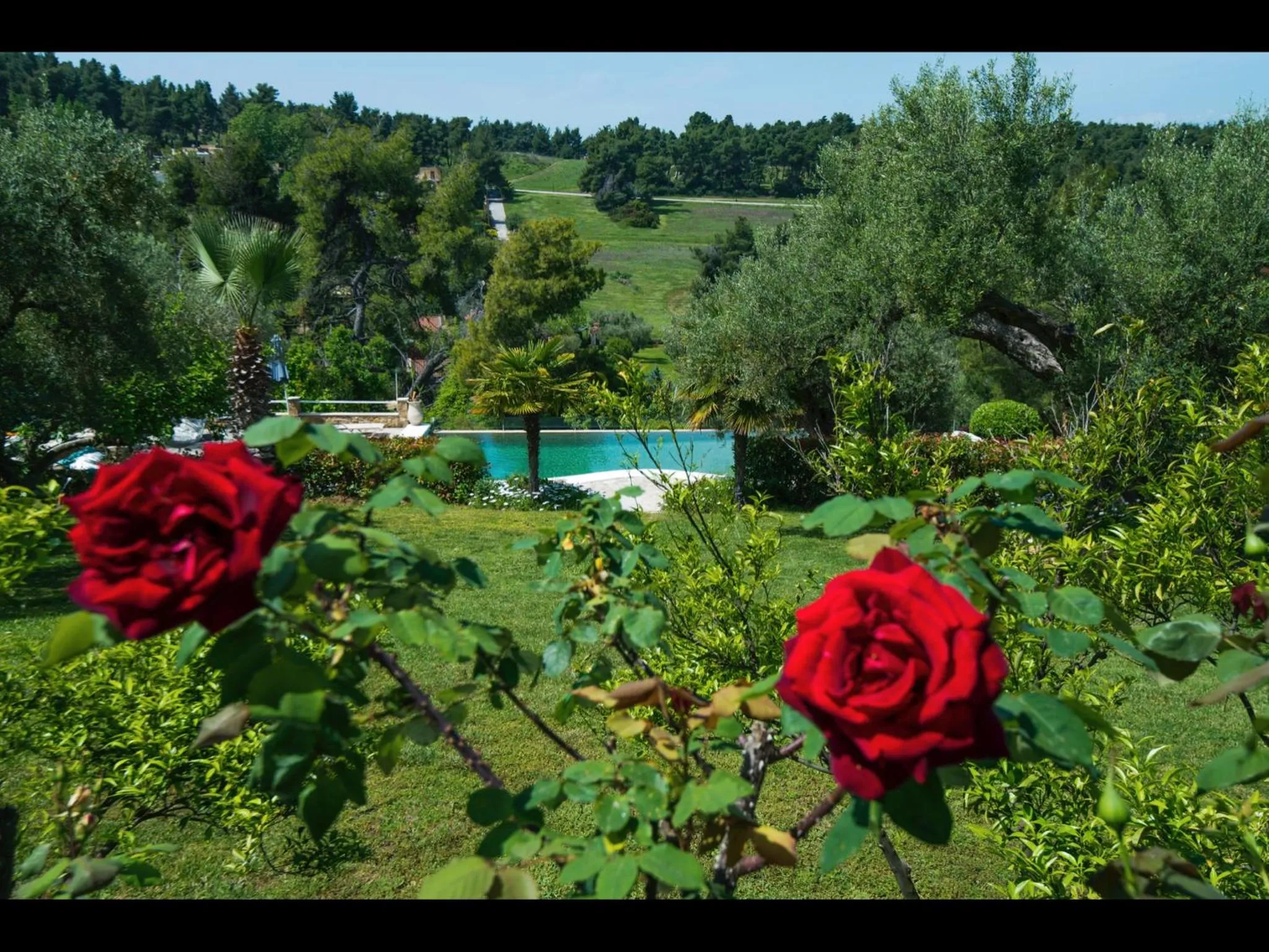 Garden in Sanidiamonds